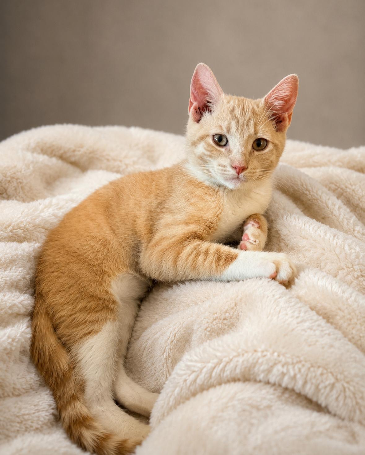 Enlarge Chowder, an adopted Domestic Short Hair in Statesboro, GA image 1/3