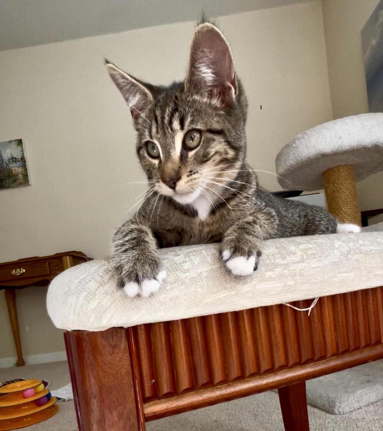 Enlarge Penelope, a Adopted mixed breed in San Rafael, CA image 1/6