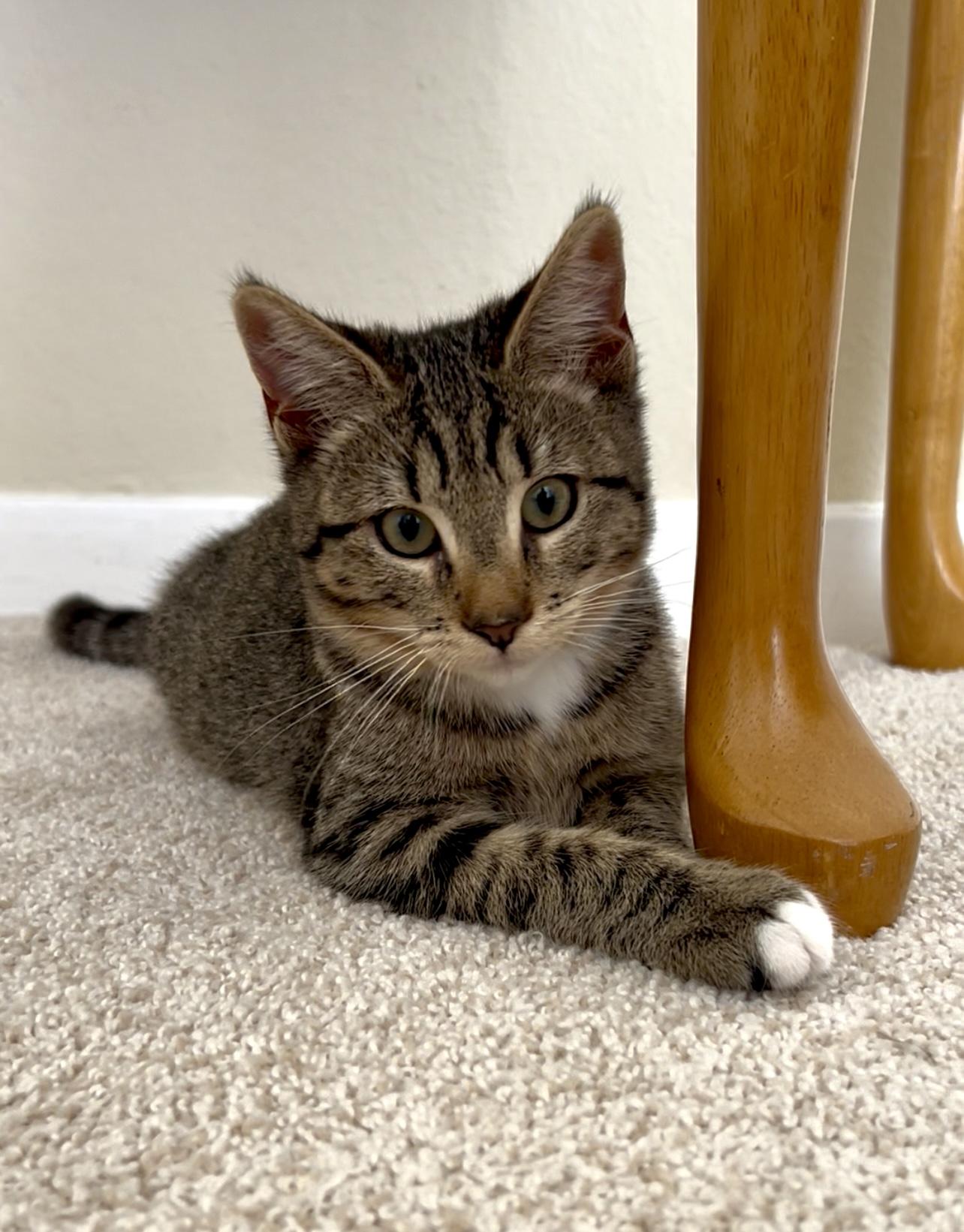 Enlarge Penelope, a Adopted mixed breed in San Rafael, CA image 2/6