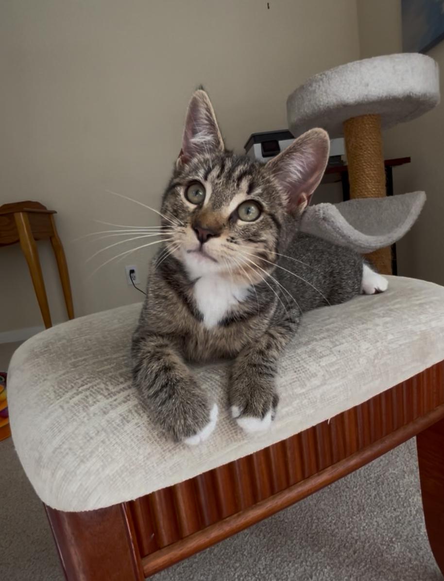 Enlarge Penelope, a Adopted mixed breed in San Rafael, CA image 3/6