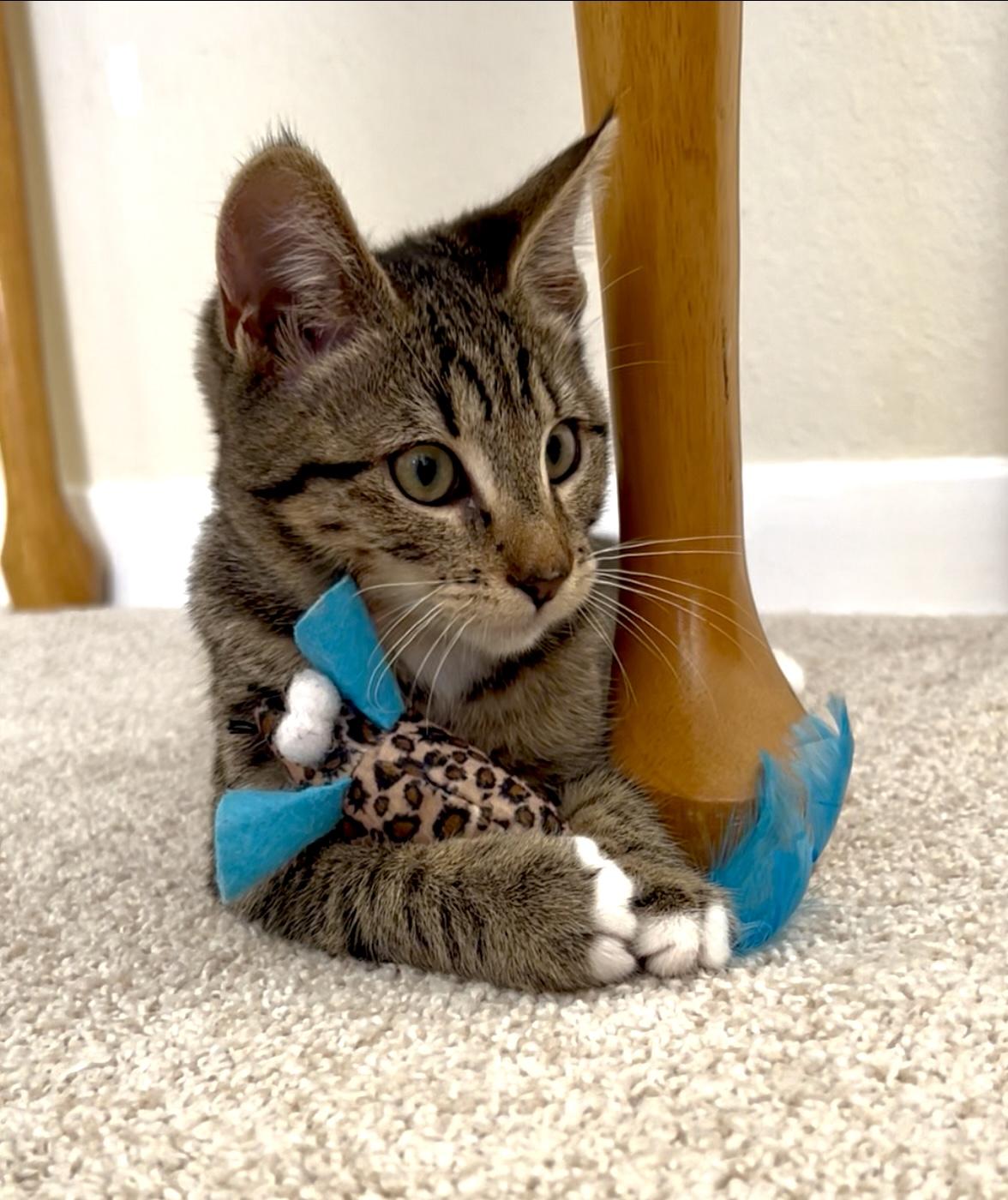 Enlarge Penelope, a Adopted mixed breed in San Rafael, CA image 4/6