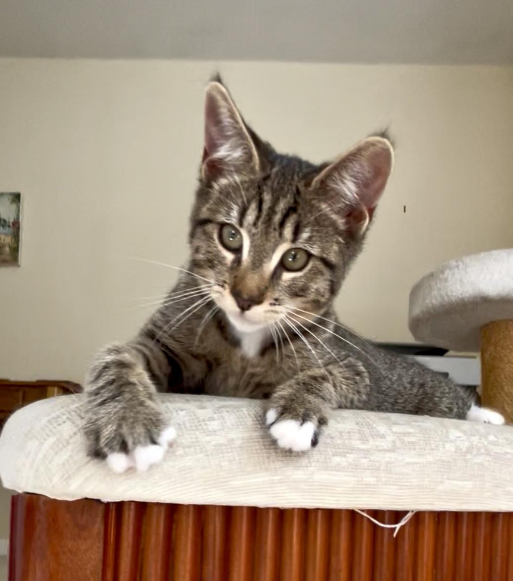 Enlarge Penelope, a Adopted mixed breed in San Rafael, CA image 5/6