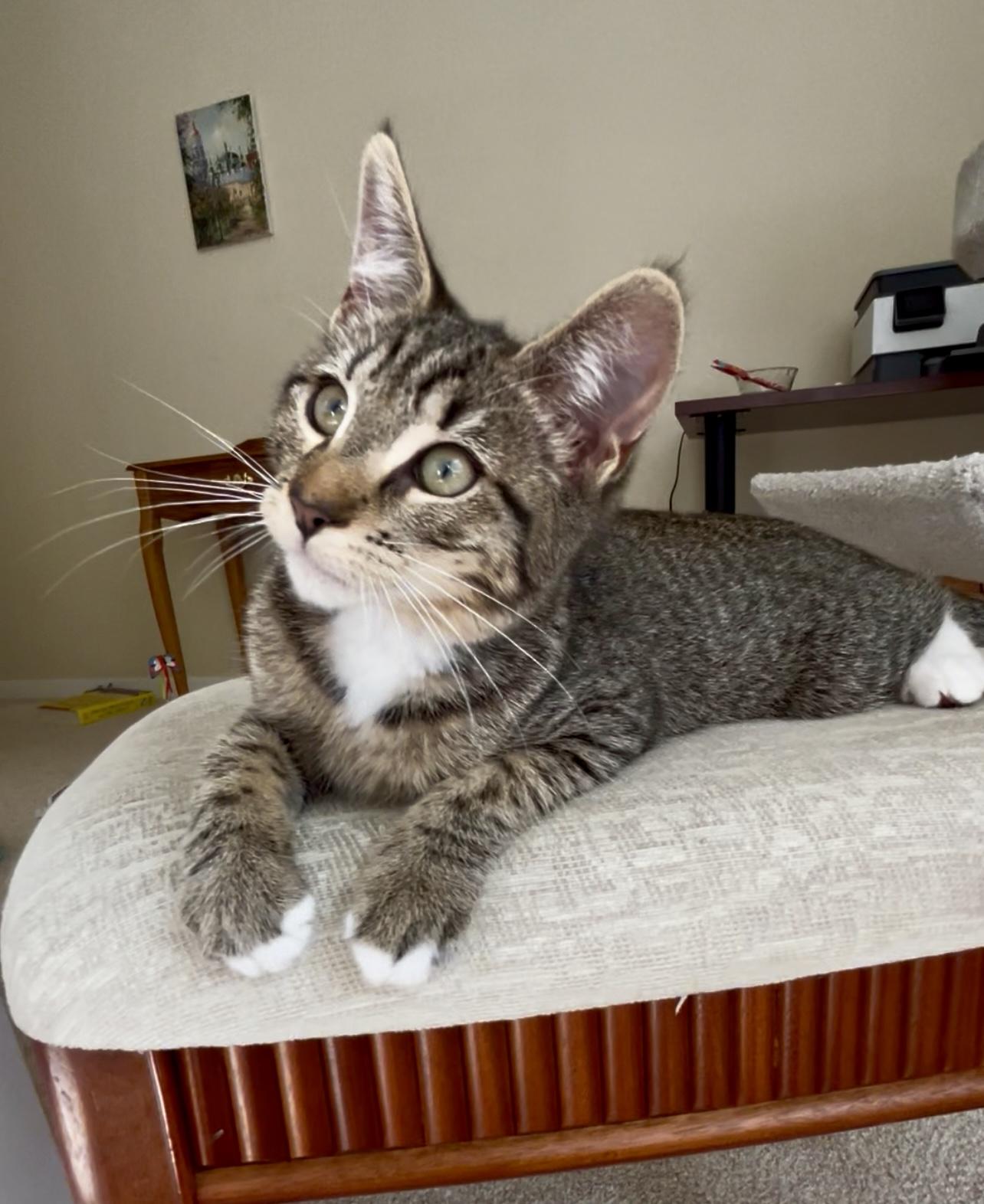 Enlarge Penelope, a Adopted mixed breed in San Rafael, CA image 6/6