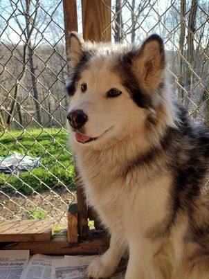 iCloud, a Adoptable Alaskan Malamute image 1/2