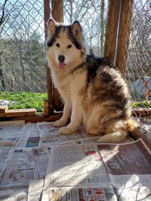 iCloud, a Adoptable Alaskan Malamute image 2/2