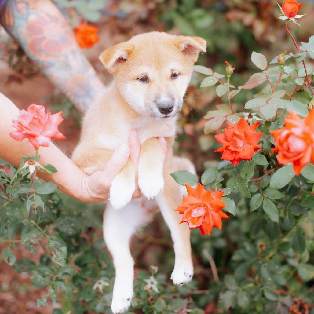 Quan, Adoptable, Puppy Male Shiba Inu.