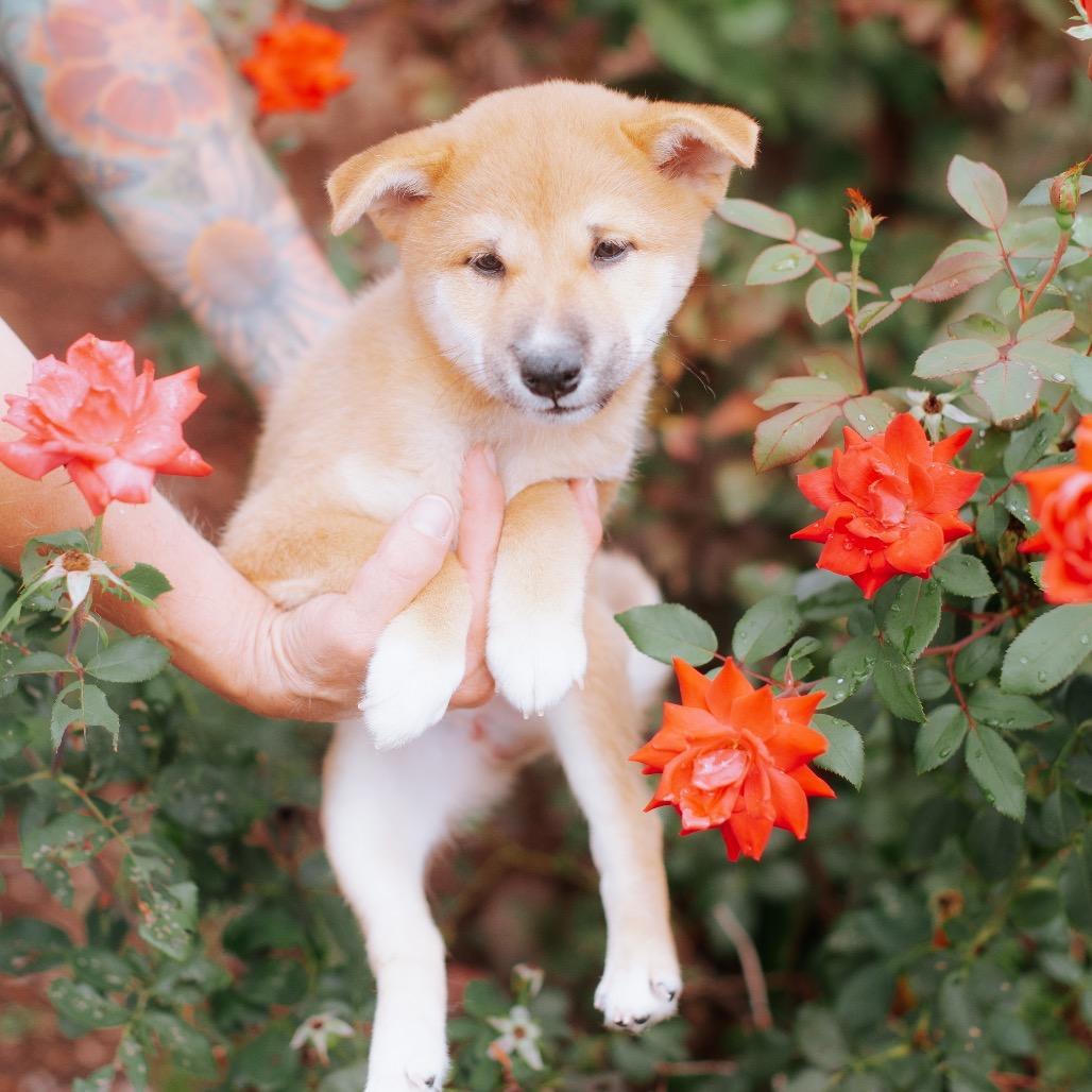 Enlarge Quan, a Adoptable Shiba Inu in Northbrook, IL image 2/5
