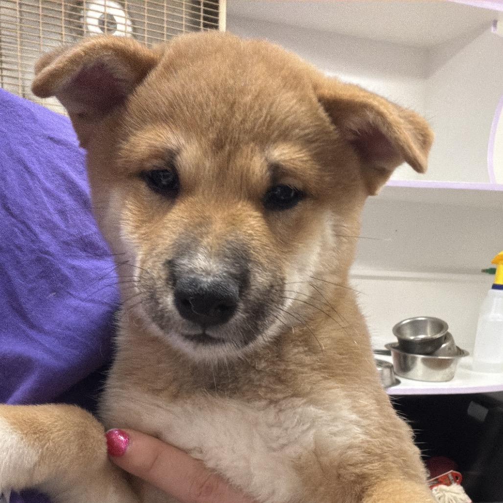 Enlarge Quan, a Adoptable Shiba Inu in Northbrook, IL image 3/5