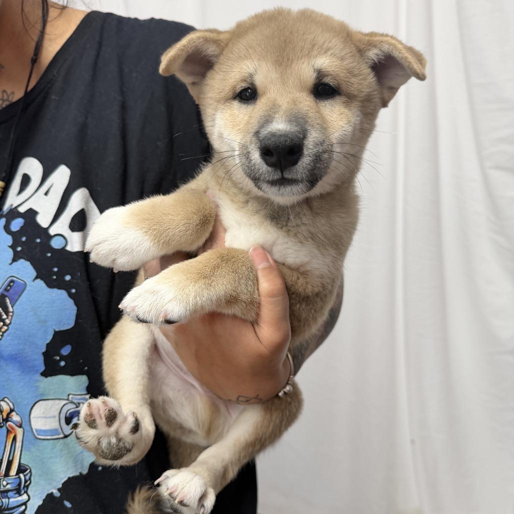 Enlarge Quan, a Adoptable Shiba Inu in Northbrook, IL image 4/5