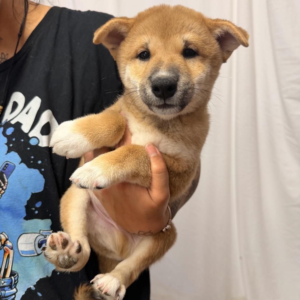 Enlarge Quan, a Adoptable Shiba Inu in Northbrook, IL image 5/5