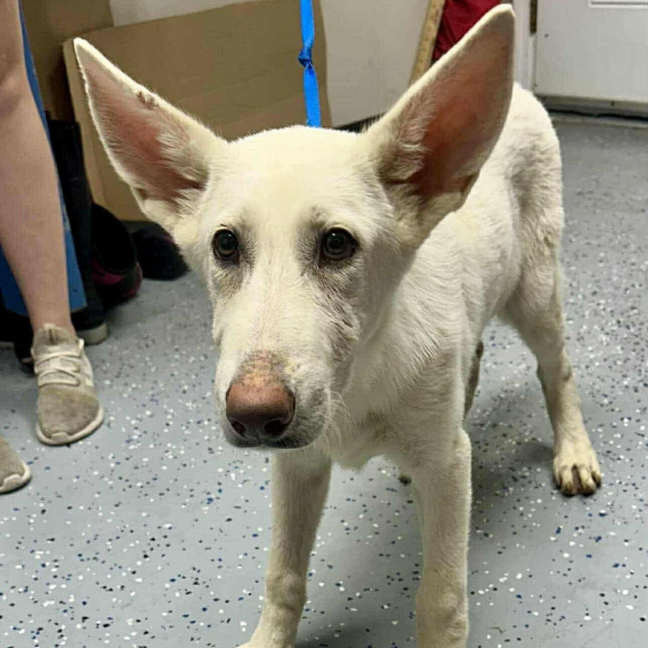 Snow White *foster needed*