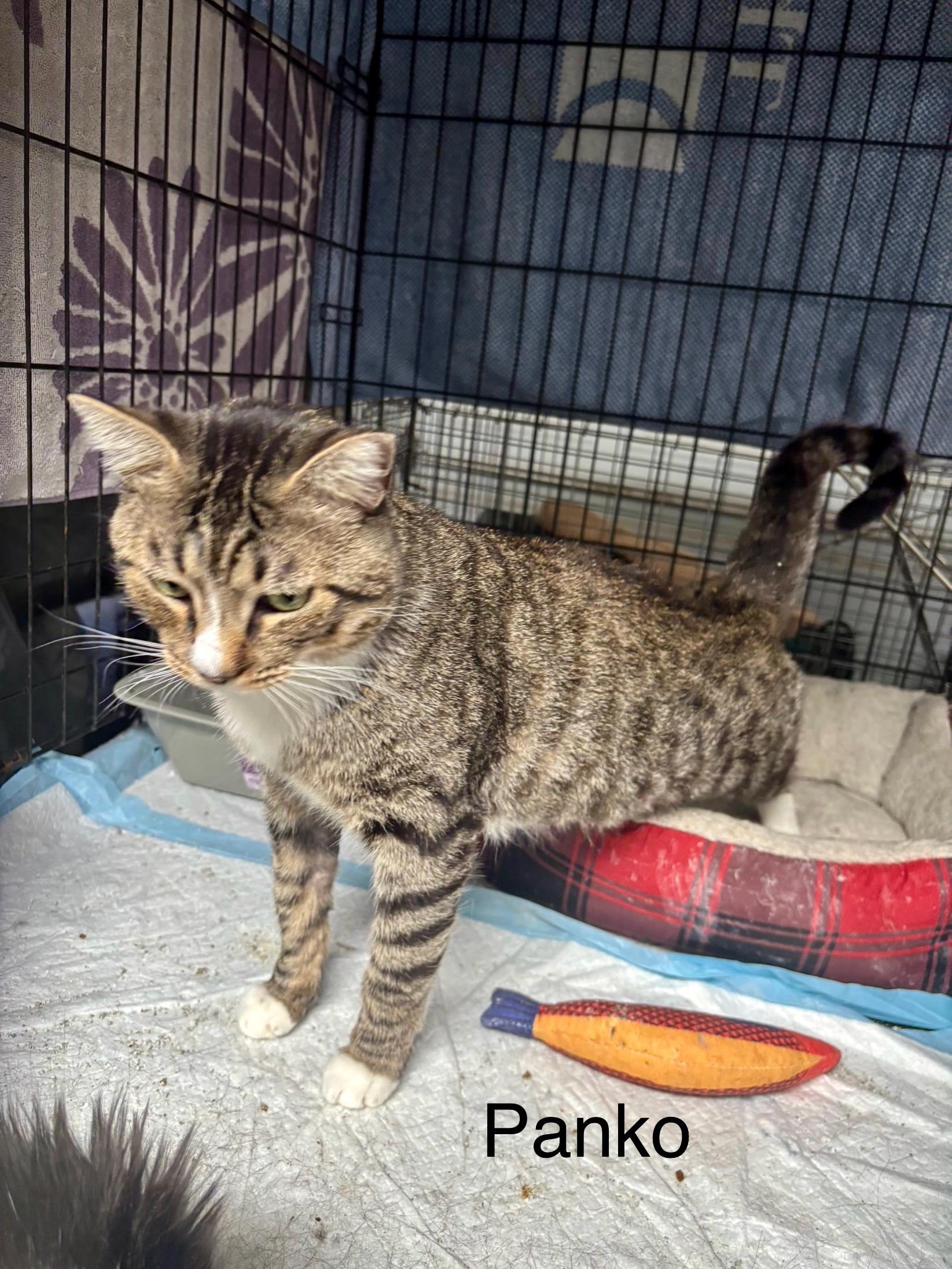 Enlarge Panko, a Adoptable Domestic Short Hair in Victorville, CA image 2/2