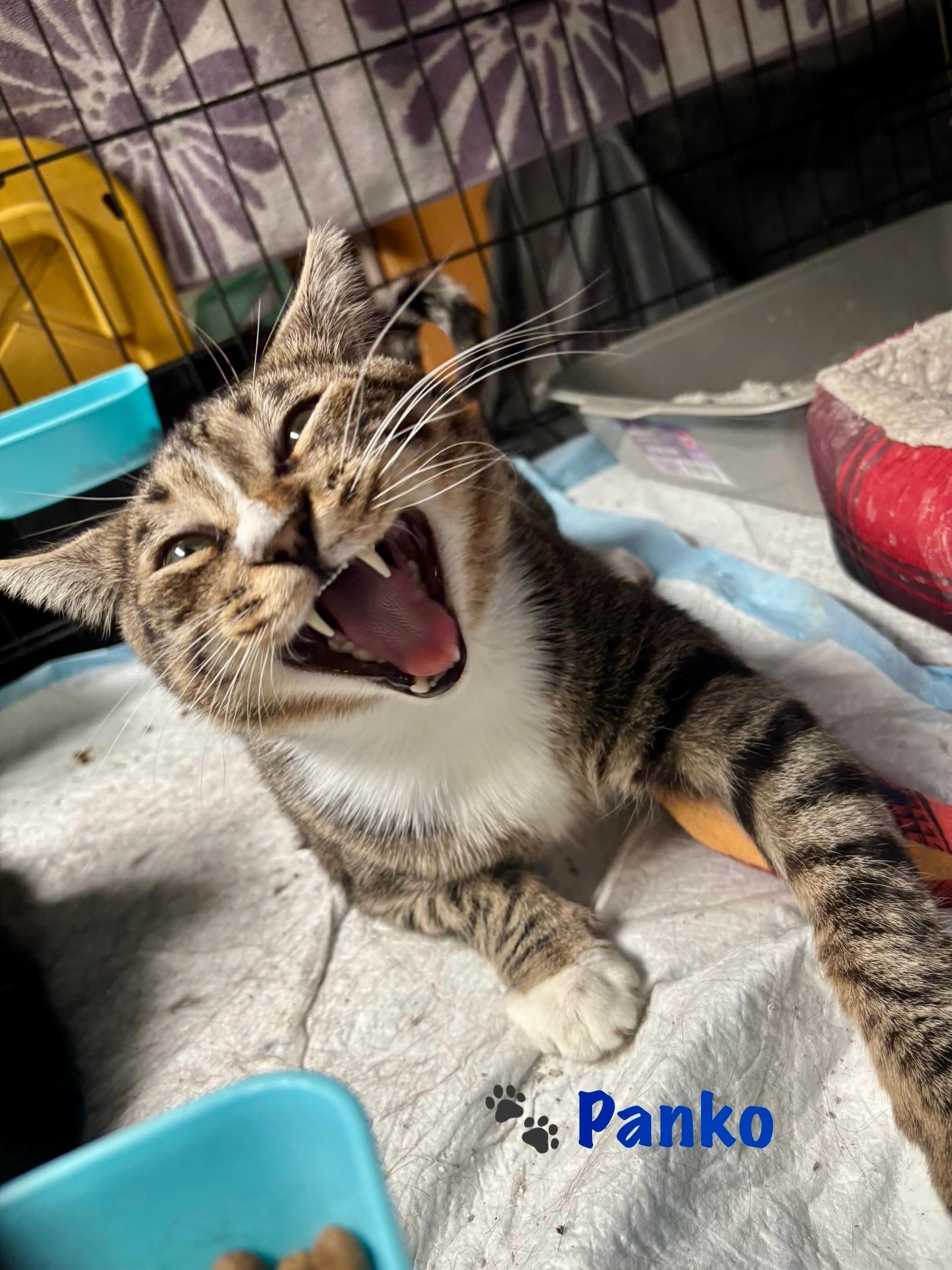 Enlarge Panko, a Adoptable Domestic Short Hair in Victorville, CA image 1/2