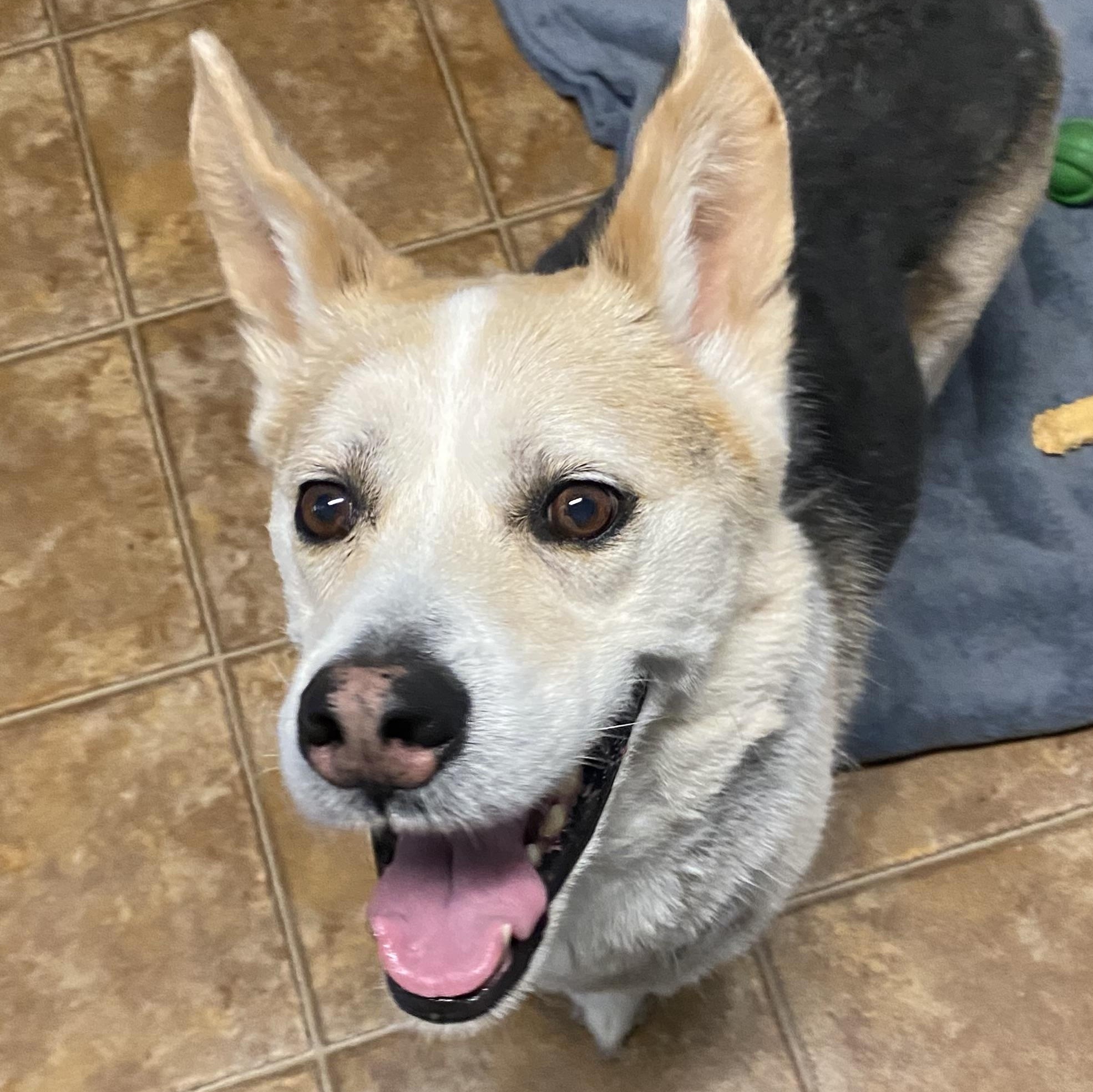 Hamlet, an adopted mixed breed in Spencer, IN image 1/3