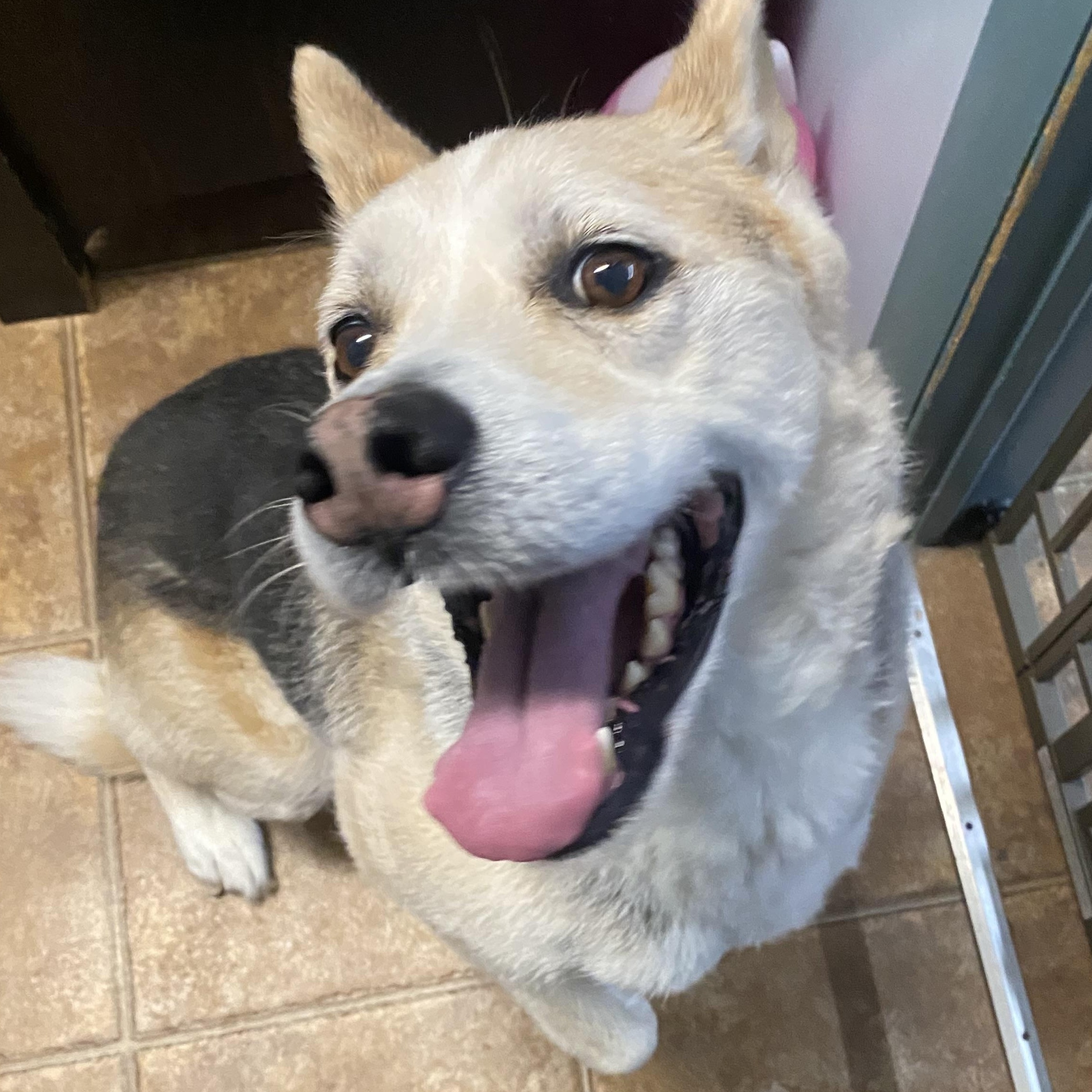 Hamlet, an adopted mixed breed in Spencer, IN image 2/3
