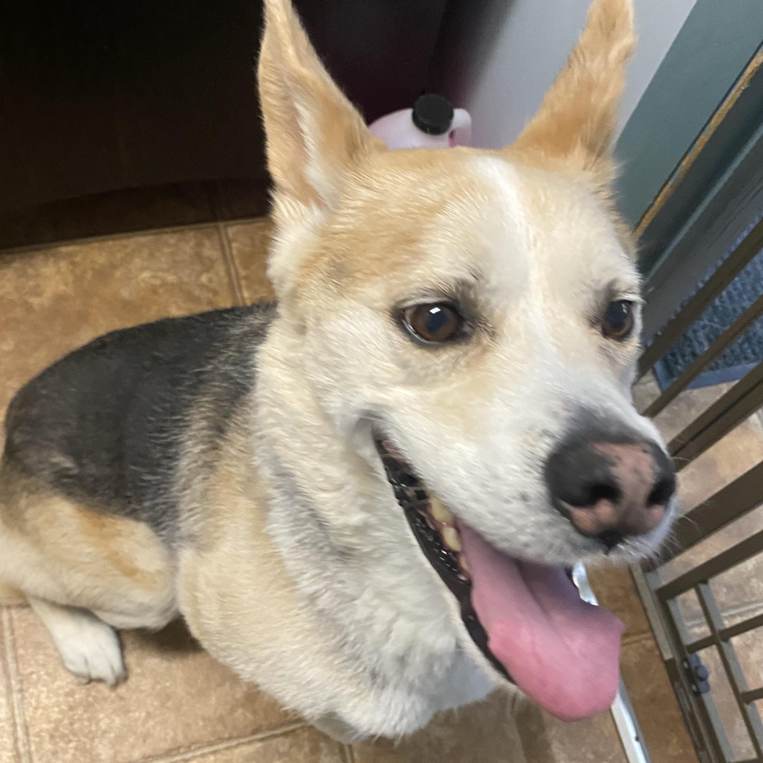 Hamlet, an adopted mixed breed in Spencer, IN image 3/3