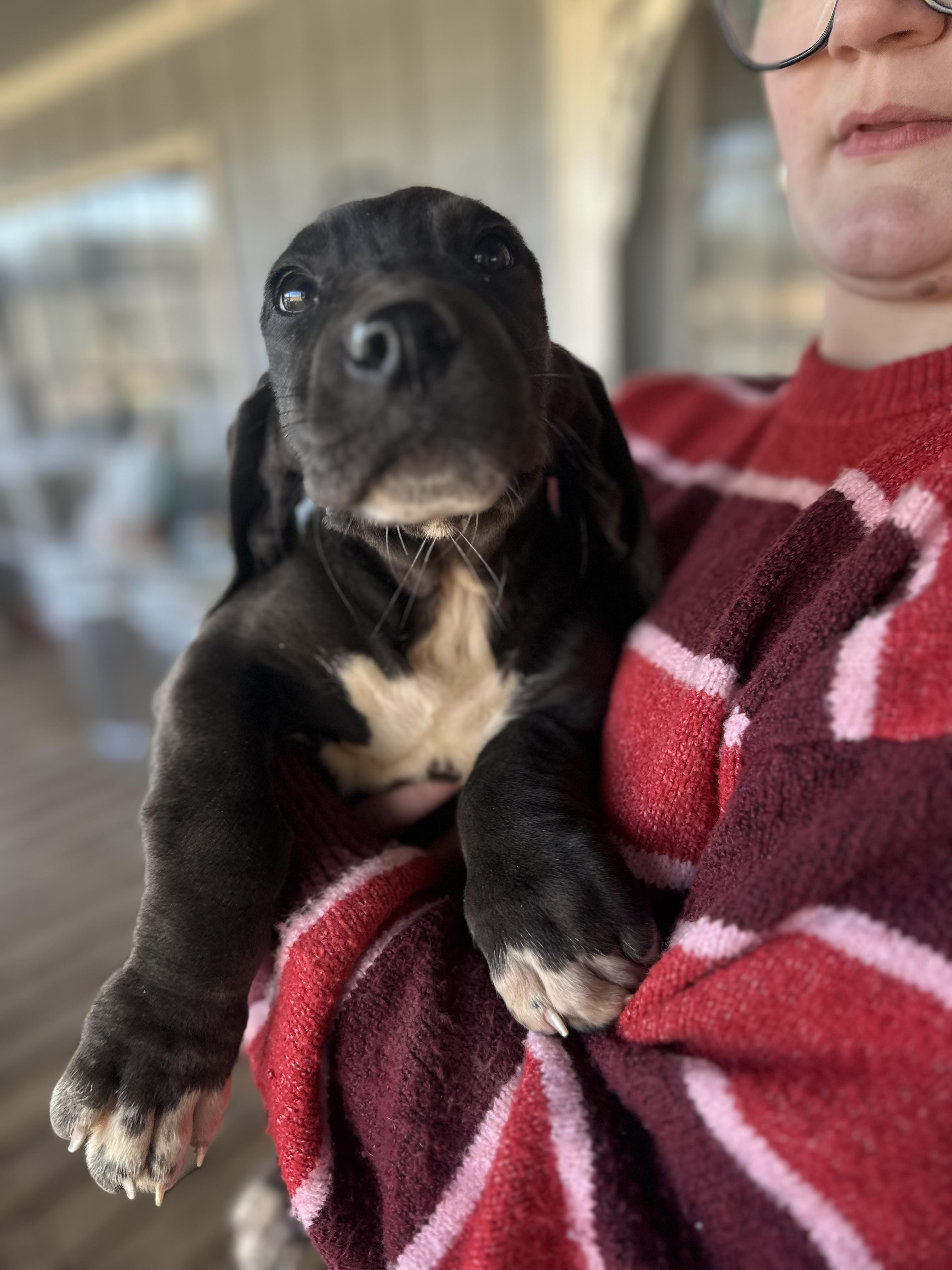 Otis, ADOPTABLE, Young Male Basset Hound & Great Dane.
