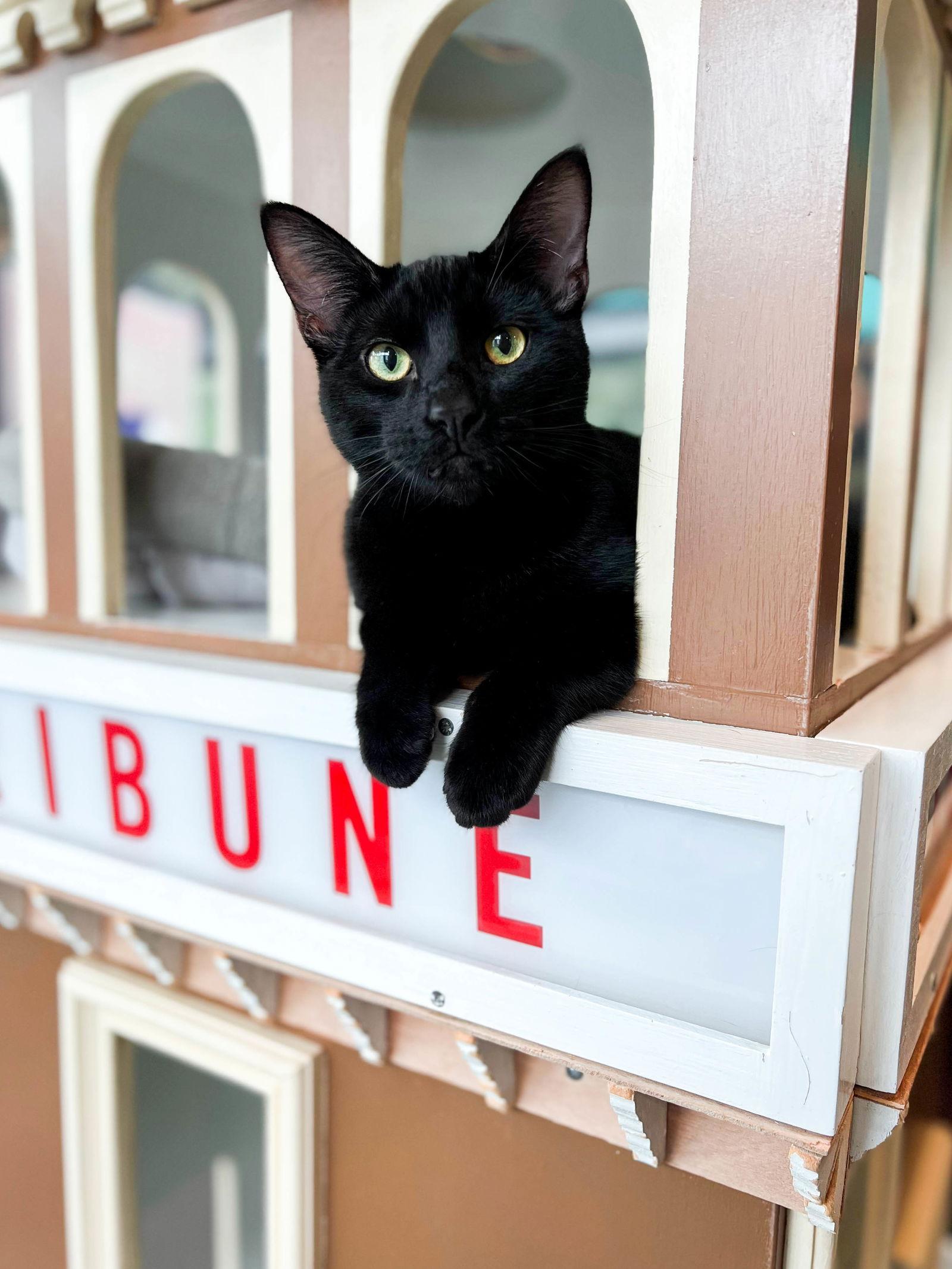 Padrick (bonded with Dream), Adoptable, Adult Male Domestic Short Hair.