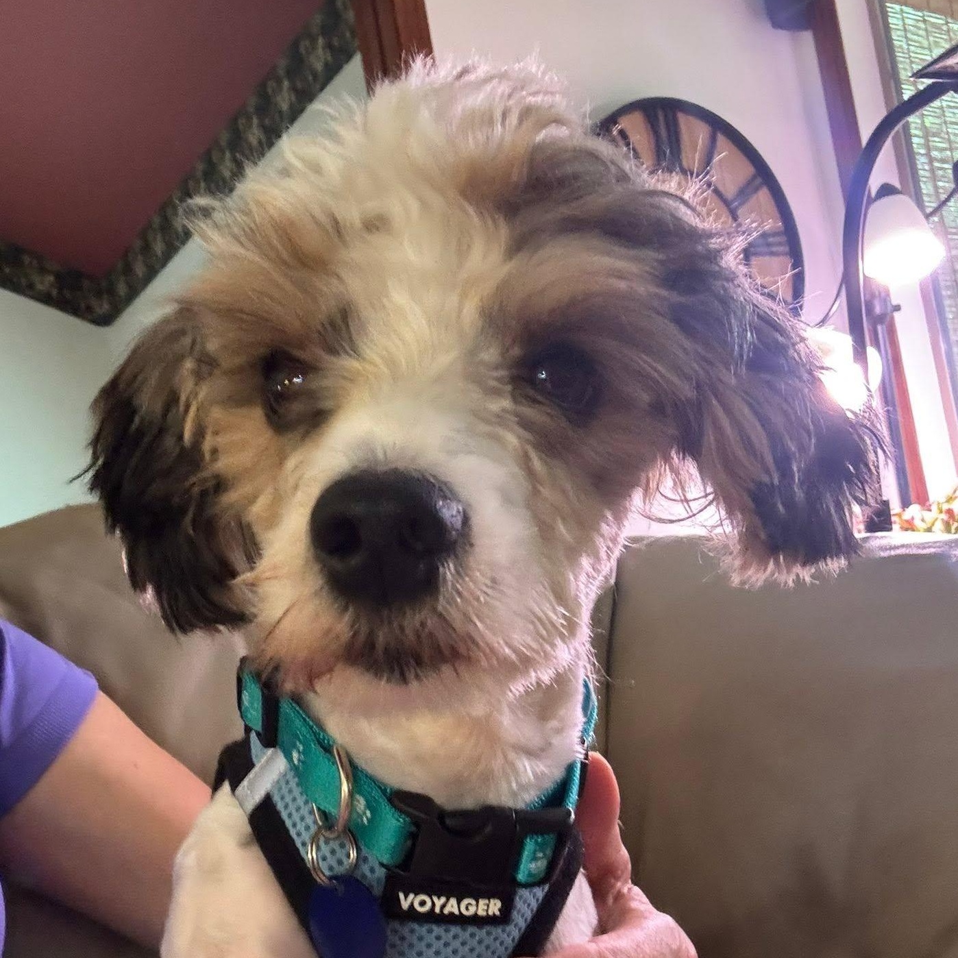 Enlarge Sticker is in Washington, an adopted mixed breed in Portland, OR image 2/5