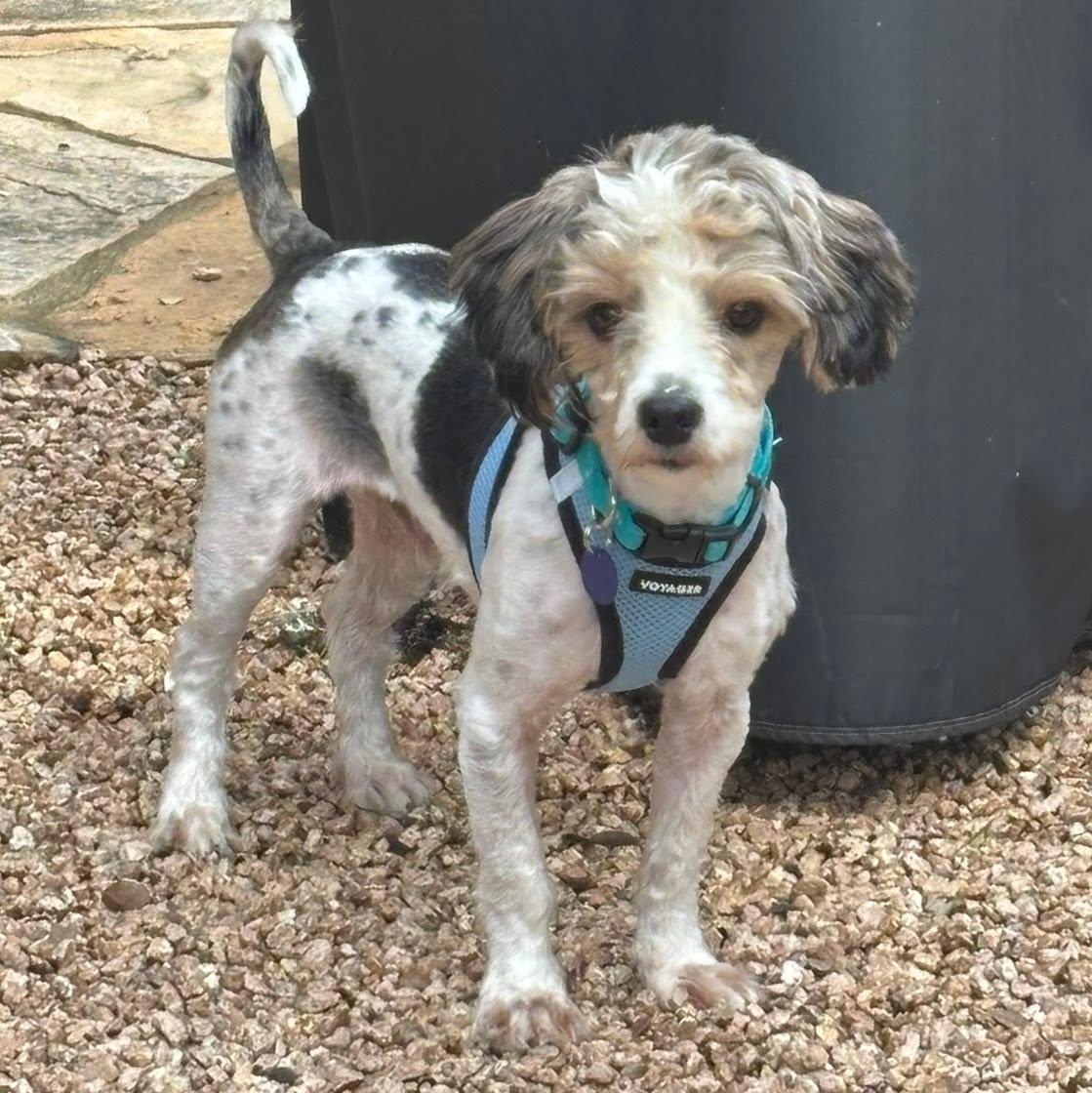 Enlarge Sticker is in Washington, an adopted mixed breed in Portland, OR image 5/5