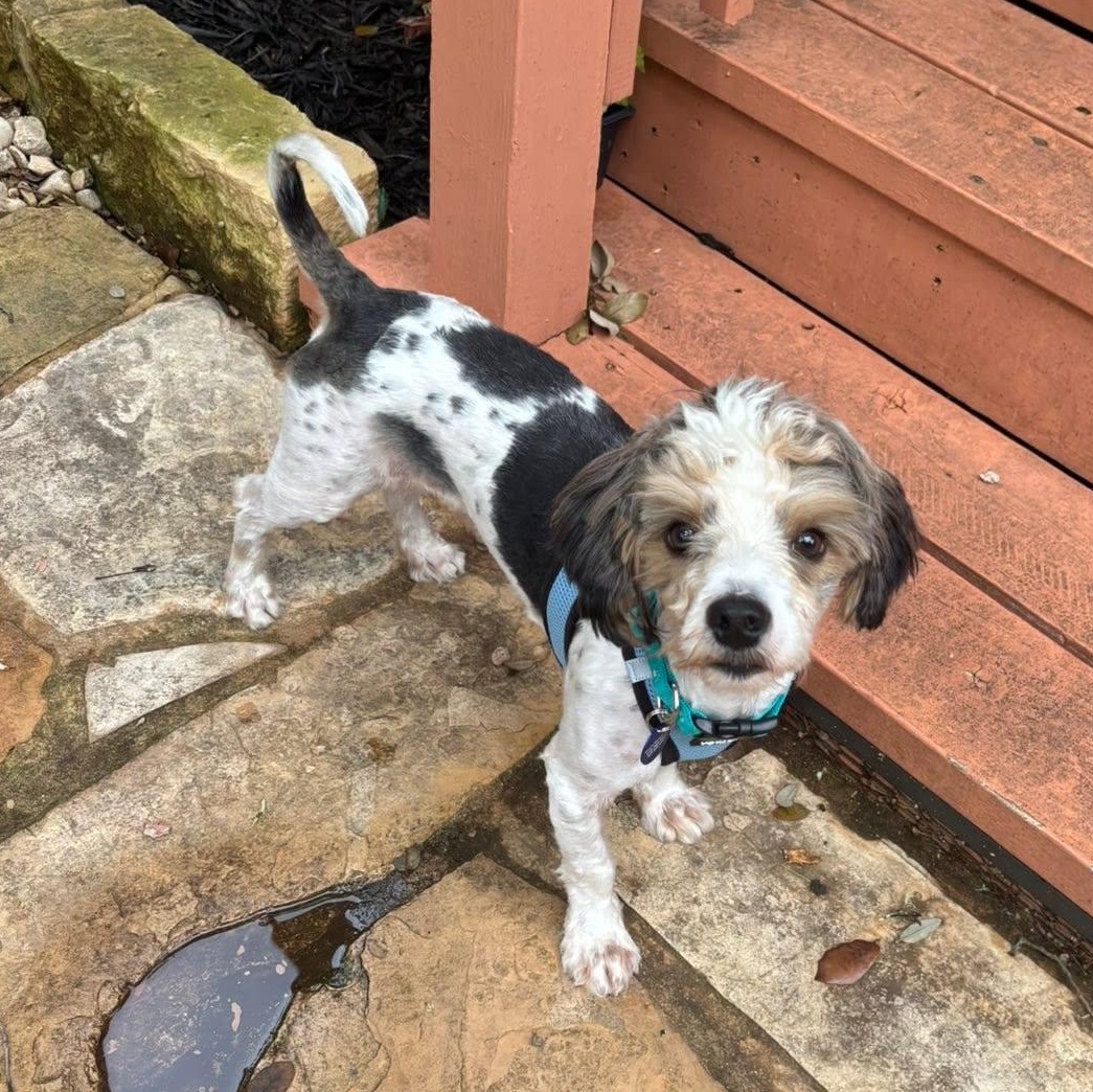 Enlarge Sticker is in Washington, an adopted mixed breed in Portland, OR image 4/5