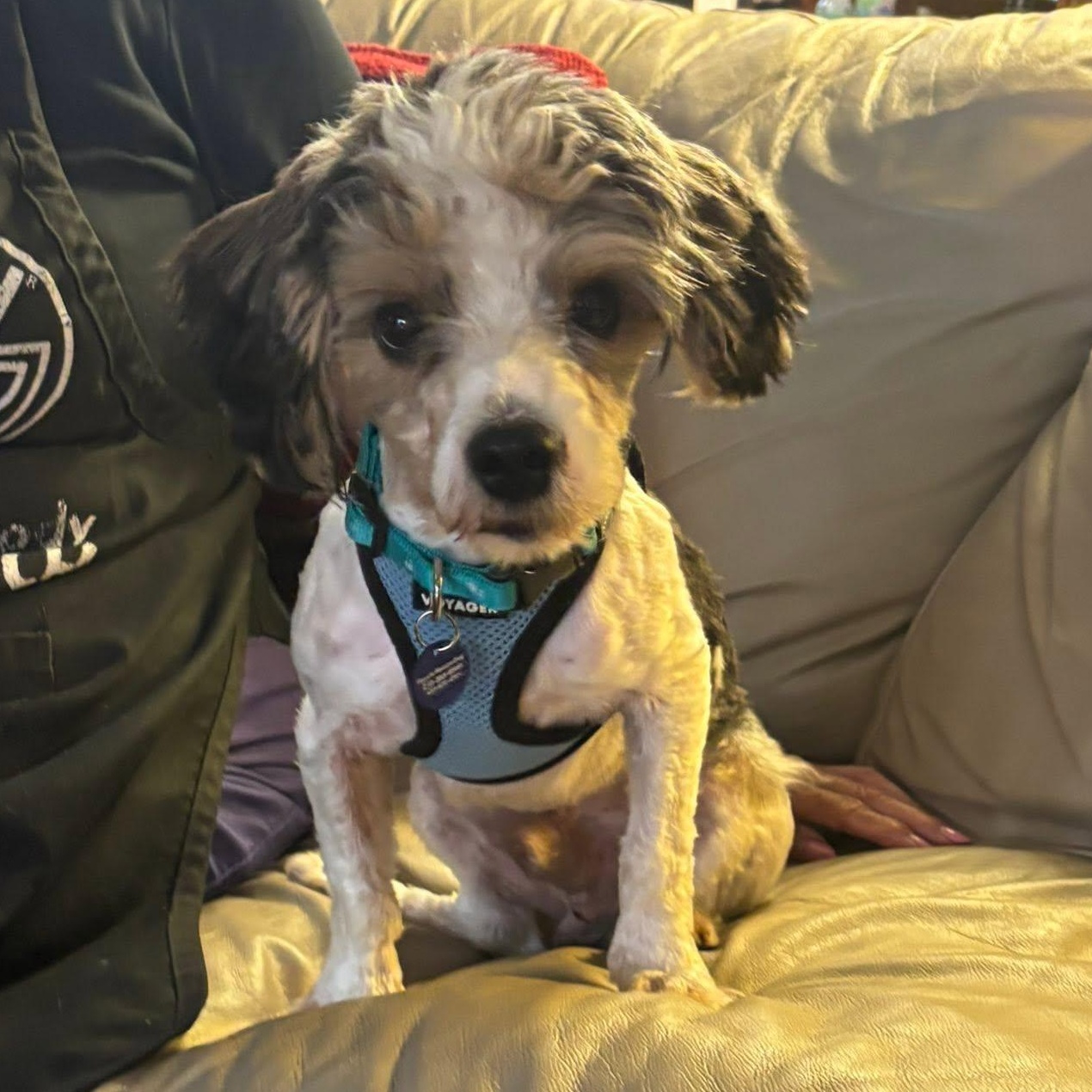 Enlarge Sticker is in Washington, an adopted mixed breed in Portland, OR image 1/5