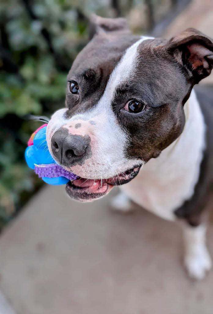 Enlarge Blue, a Adoptable Mixed Breed in Watertown, WI image 2/4