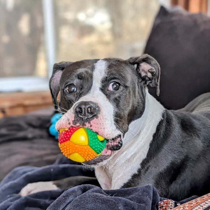 Enlarge Blue, a Adoptable Mixed Breed in Watertown, WI image 3/4