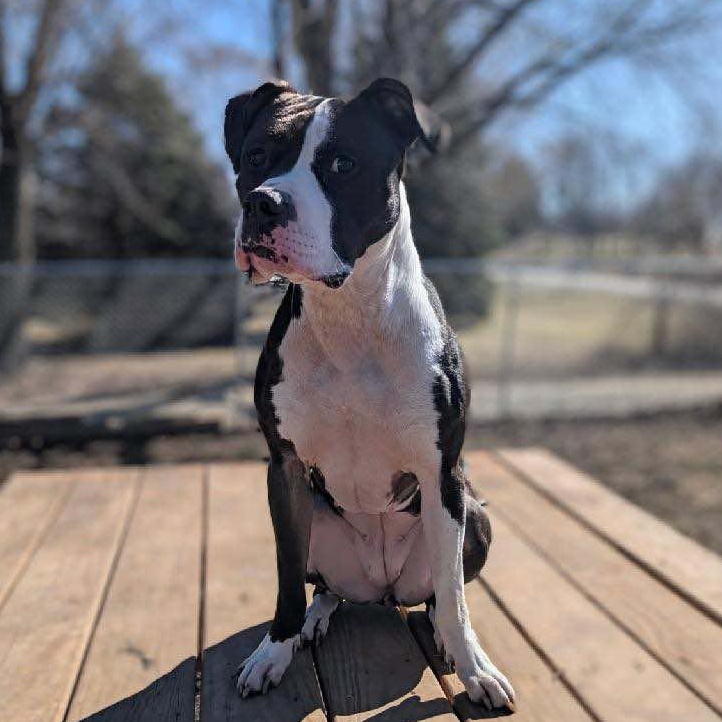 Enlarge Blue, a Adoptable Mixed Breed in Watertown, WI image 4/4