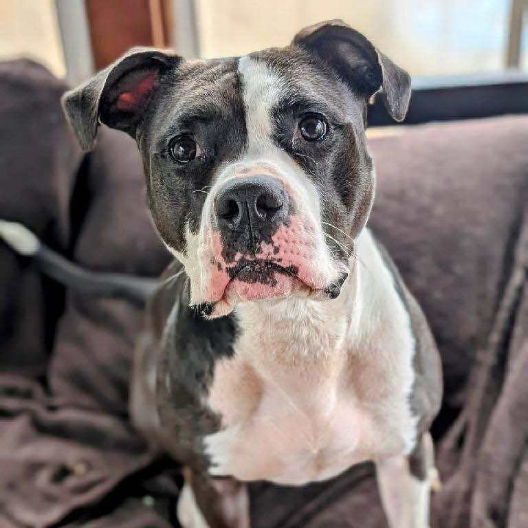 Enlarge Blue, a Adoptable Mixed Breed in Watertown, WI image 1/4