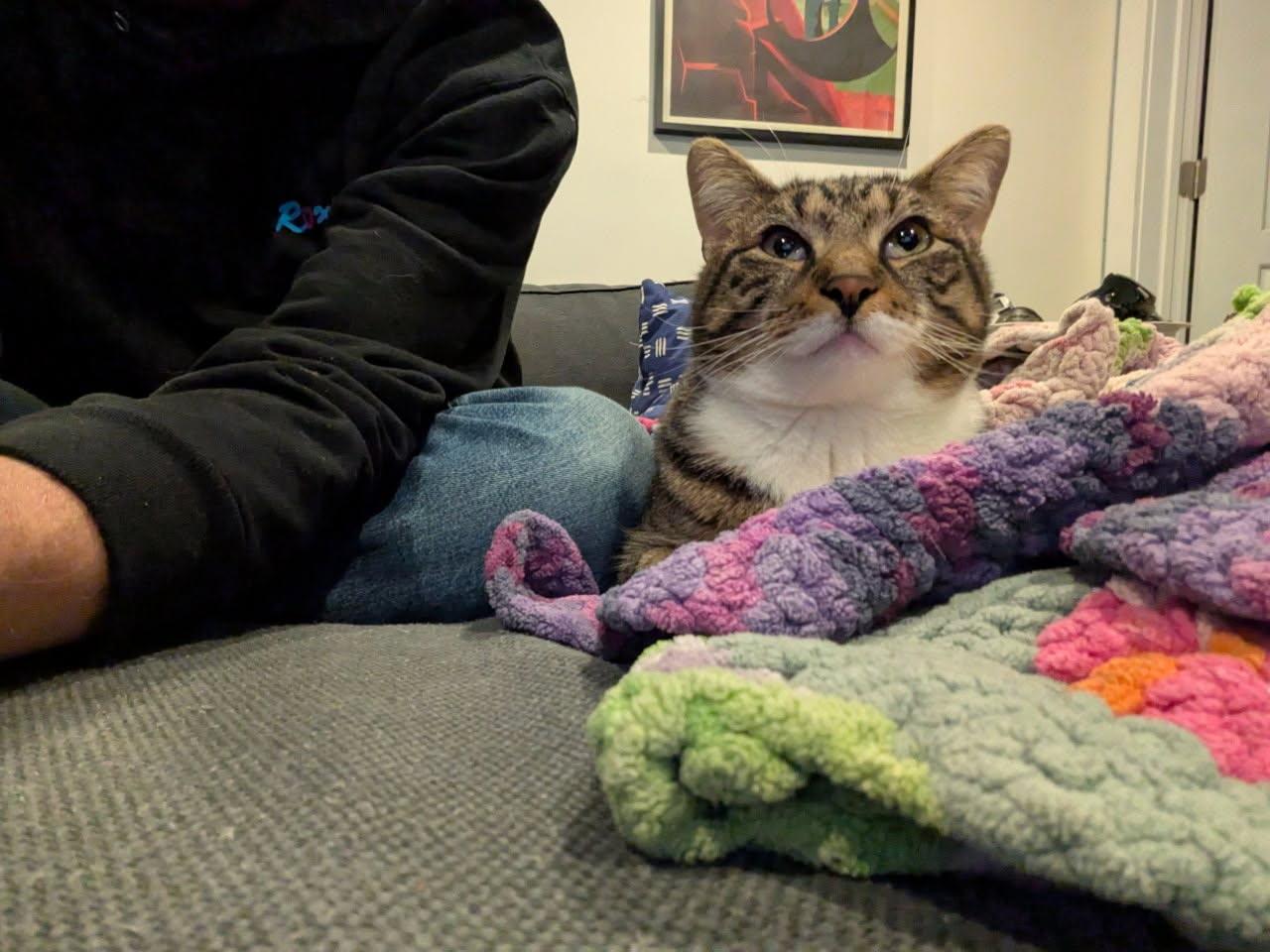 Enlarge French Fry , a ADOPTABLE Domestic Short Hair in Brooklyn, NY image 5/6