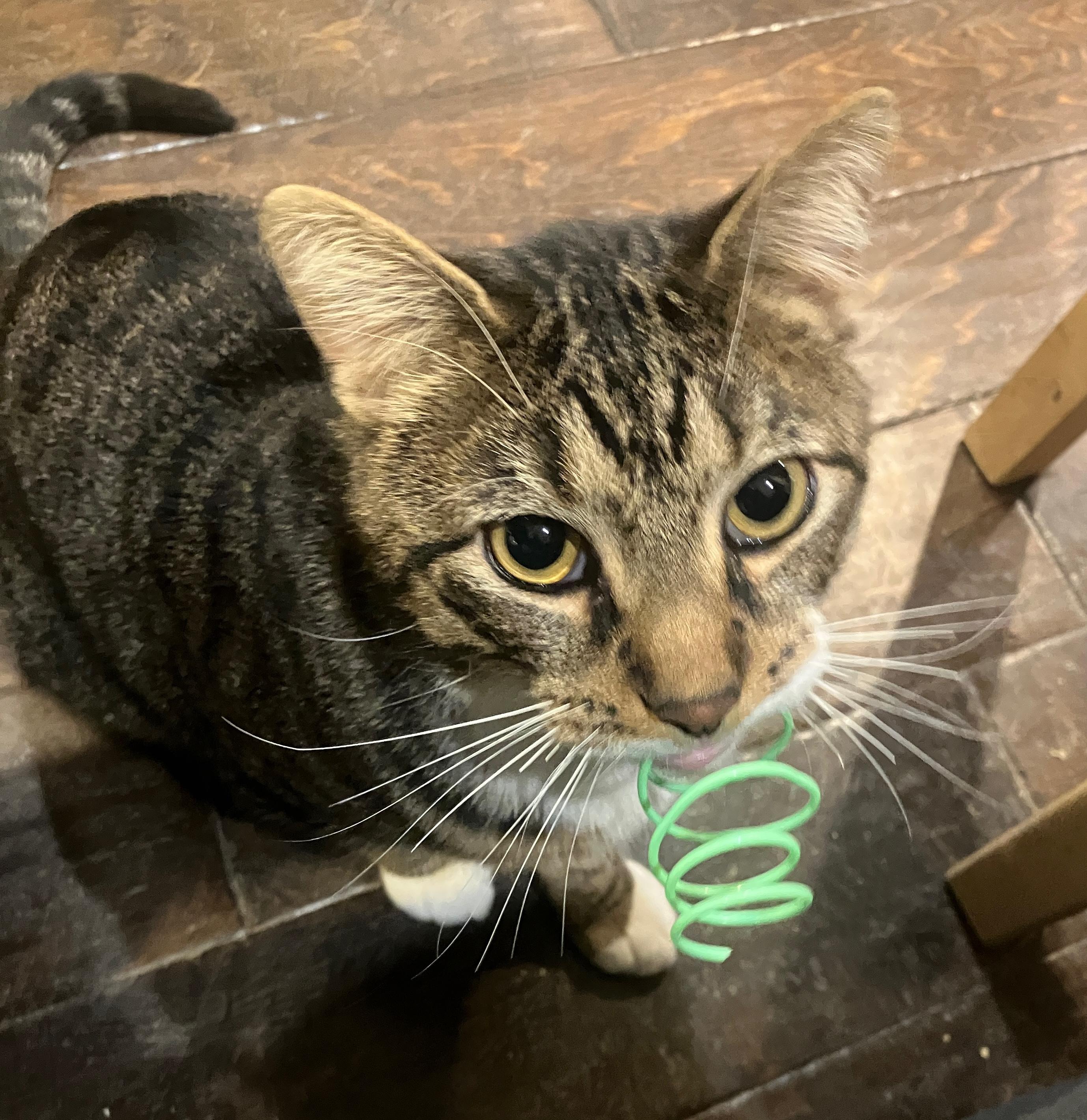 Enlarge French Fry , a ADOPTABLE Domestic Short Hair in Brooklyn, NY image 3/6