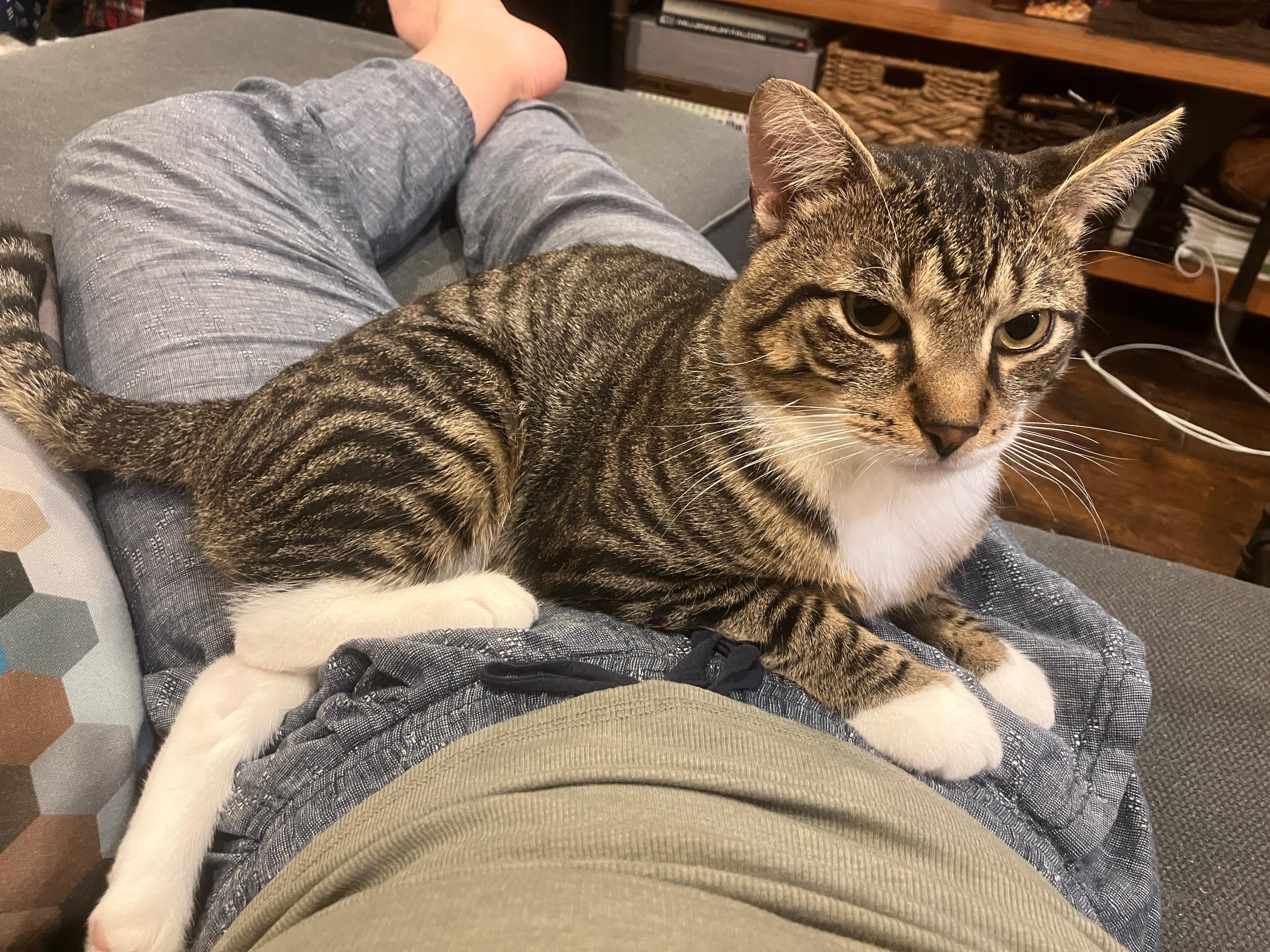 Enlarge French Fry , a ADOPTABLE Domestic Short Hair in Brooklyn, NY image 2/6