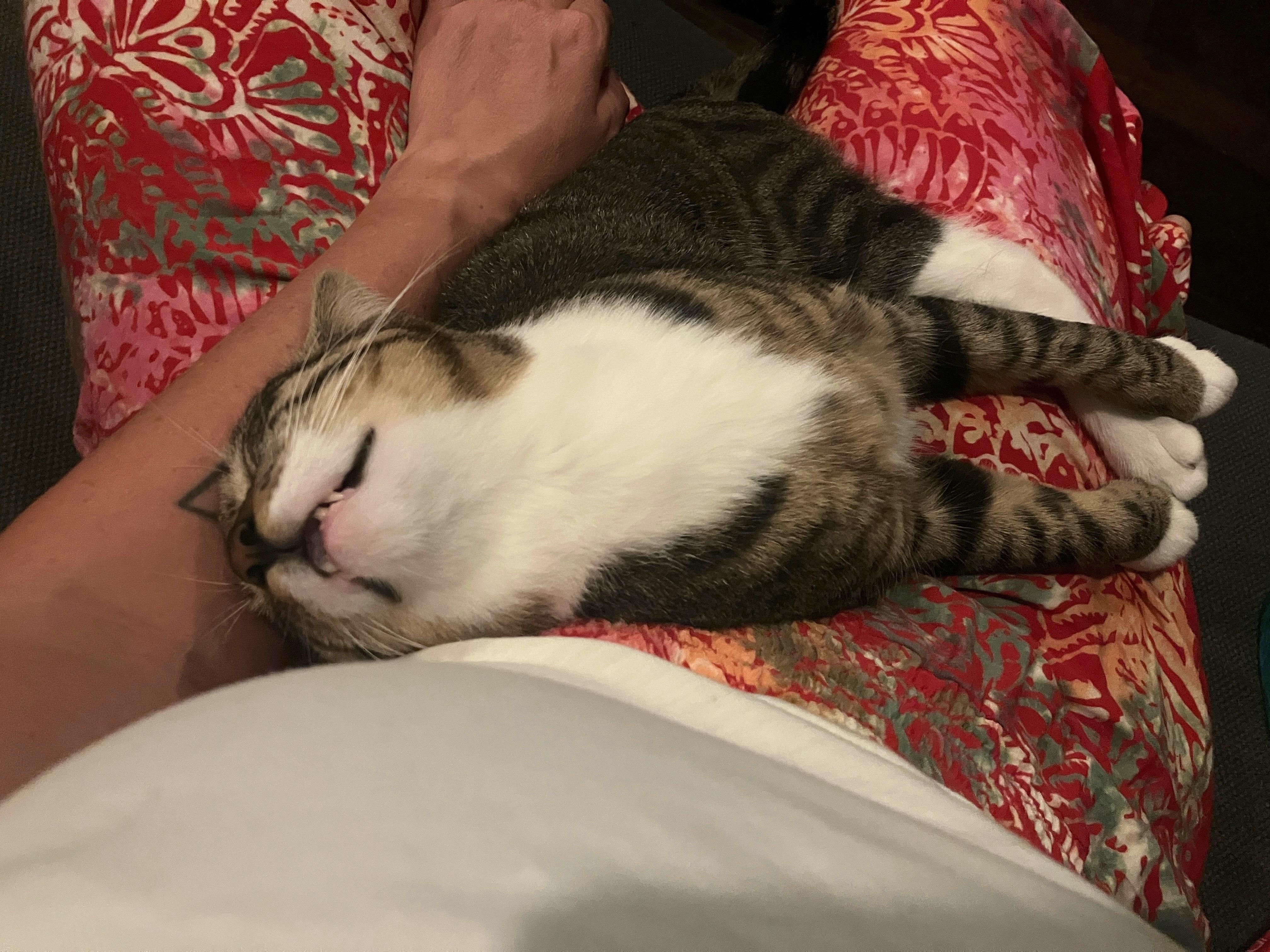 Enlarge French Fry , a ADOPTABLE Domestic Short Hair in Brooklyn, NY image 4/6