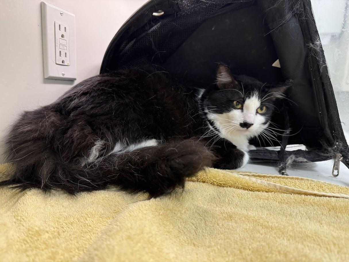 Enlarge Minty, an adopted Domestic Medium Hair in Berkeley, CA image 3/3