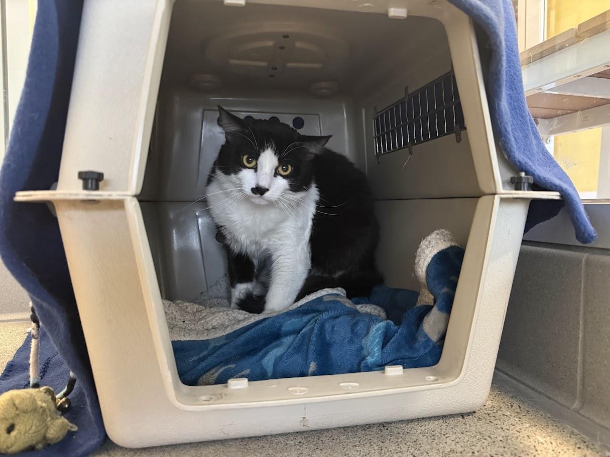 Enlarge Minty, an adopted Domestic Medium Hair in Berkeley, CA image 2/3