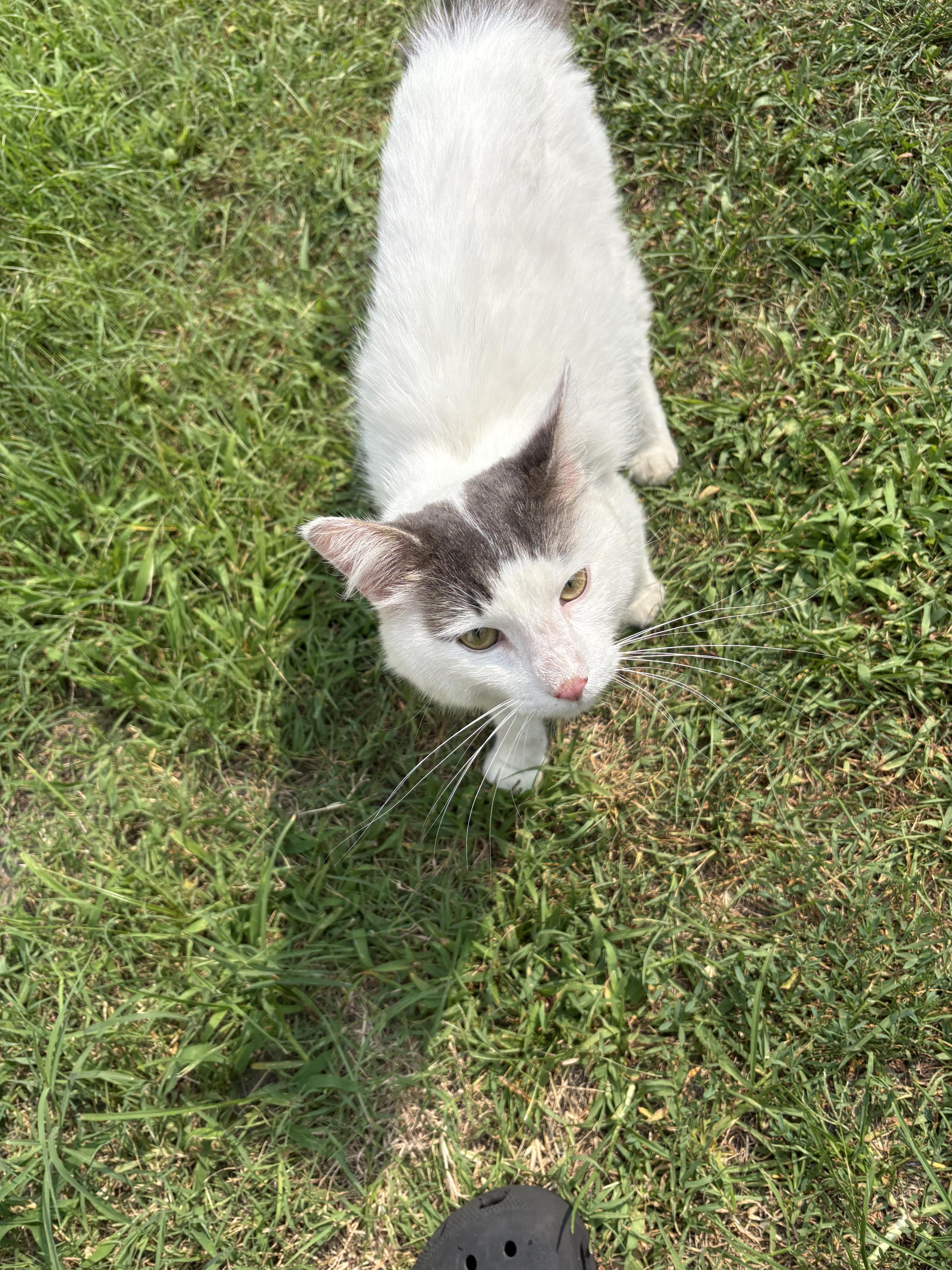 Snowball, a Adoptable mixed breed in Seaford, DE image 3/5