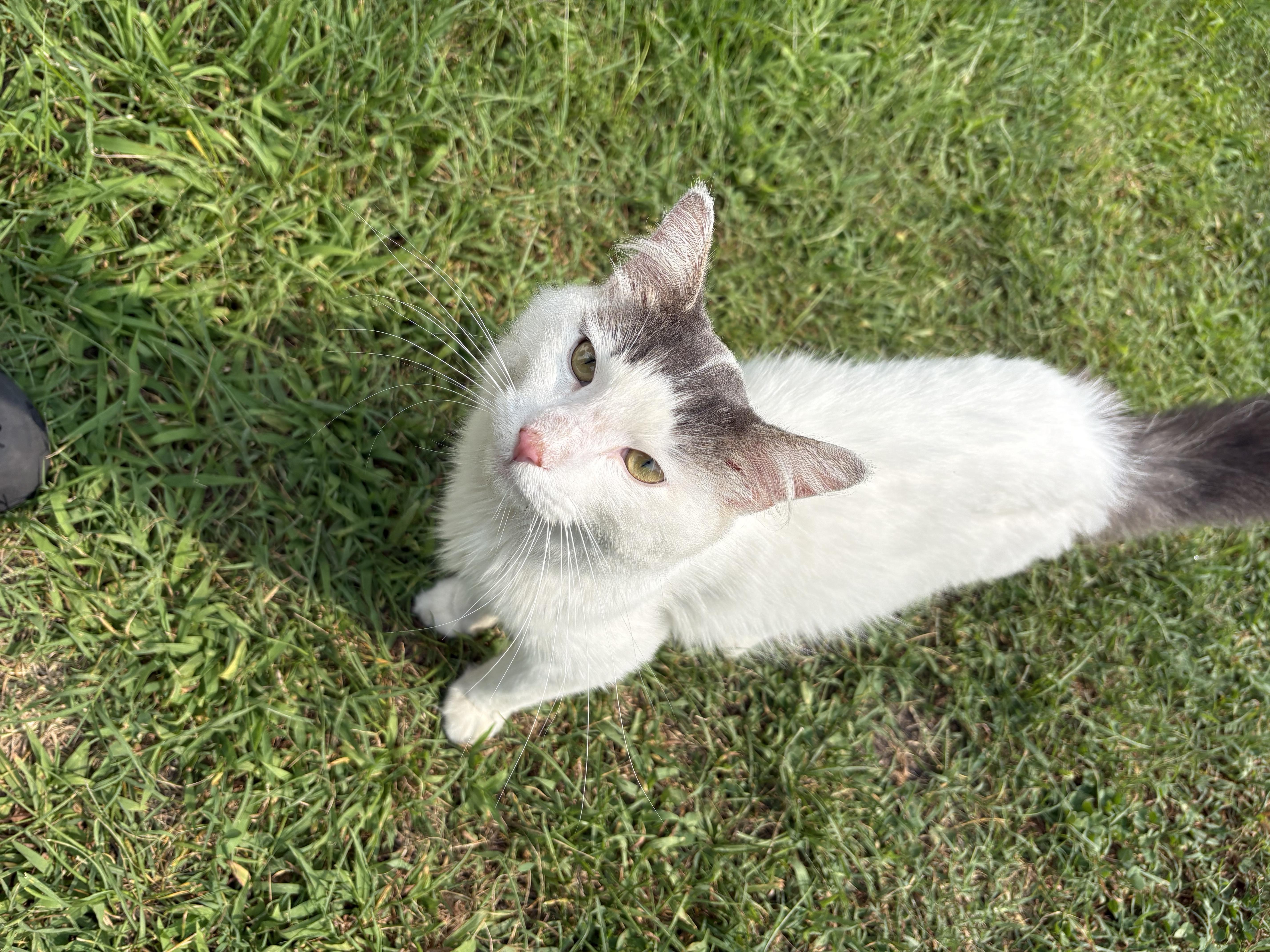 Snowball, a Adoptable mixed breed in Seaford, DE image 1/5