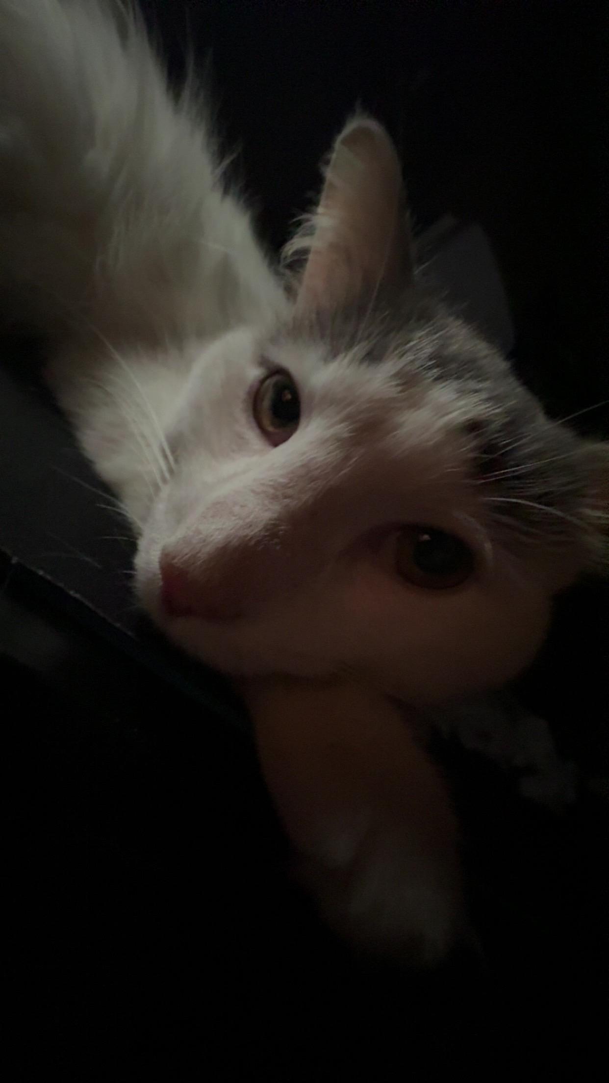 Snowball, a Adoptable mixed breed in Seaford, DE image 5/5