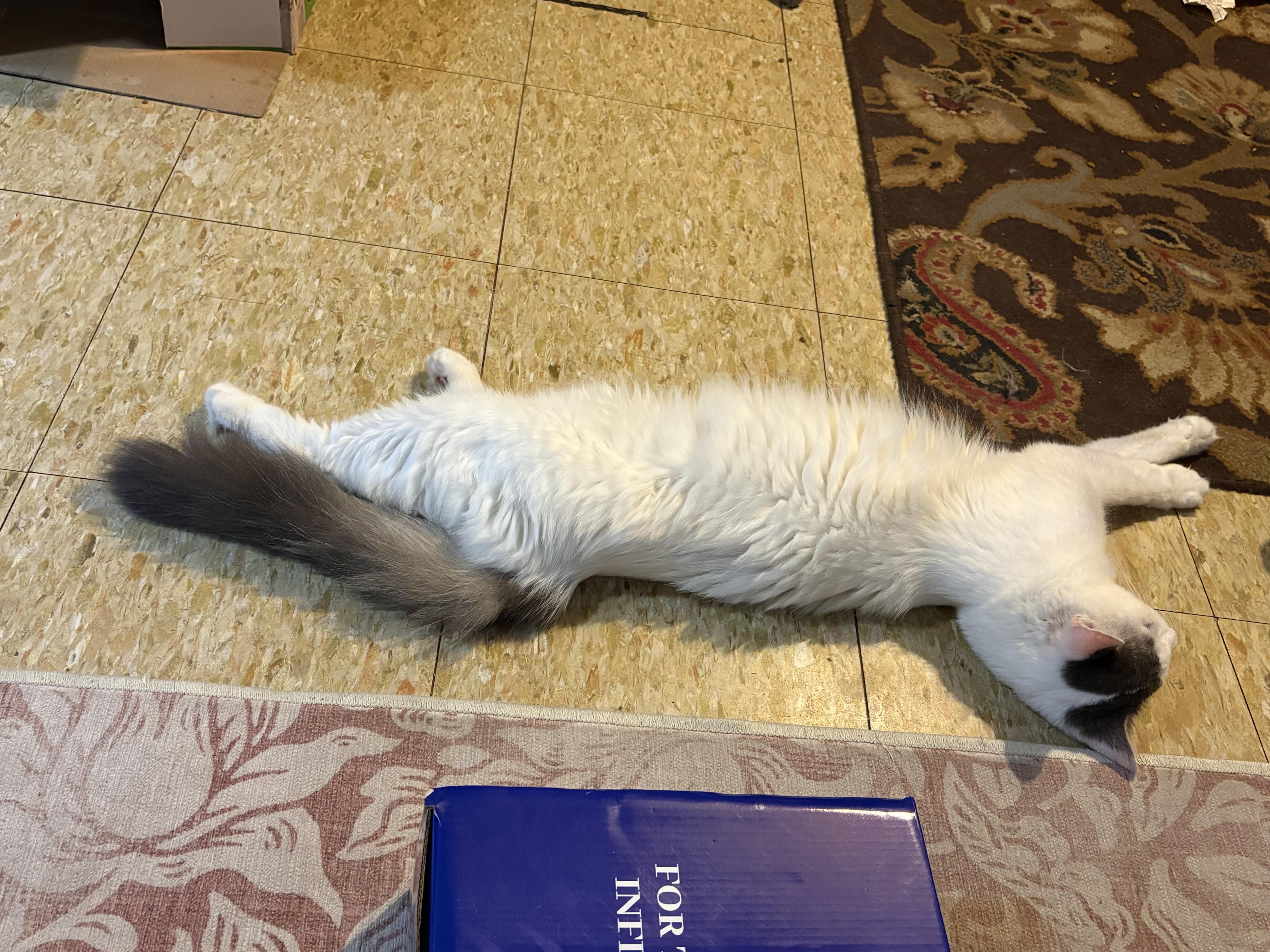 Snowball, a Adoptable mixed breed in Seaford, DE image 2/5