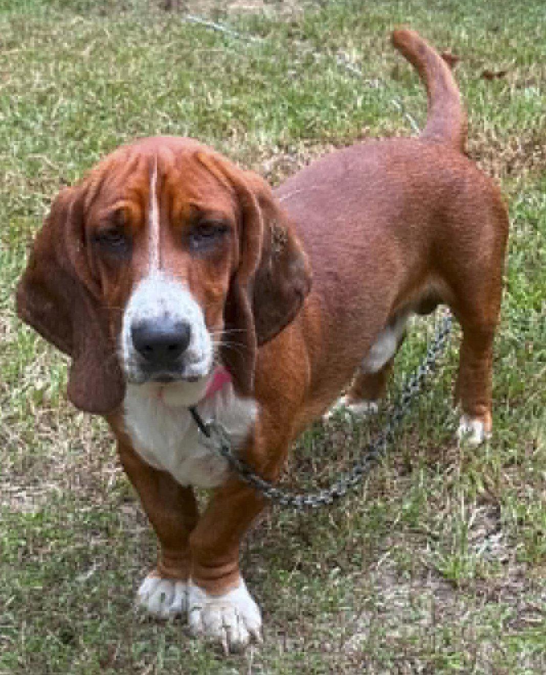 BRAMBLE - ADOPTION PENDING!, Adoptable, Young Male Basset Hound.