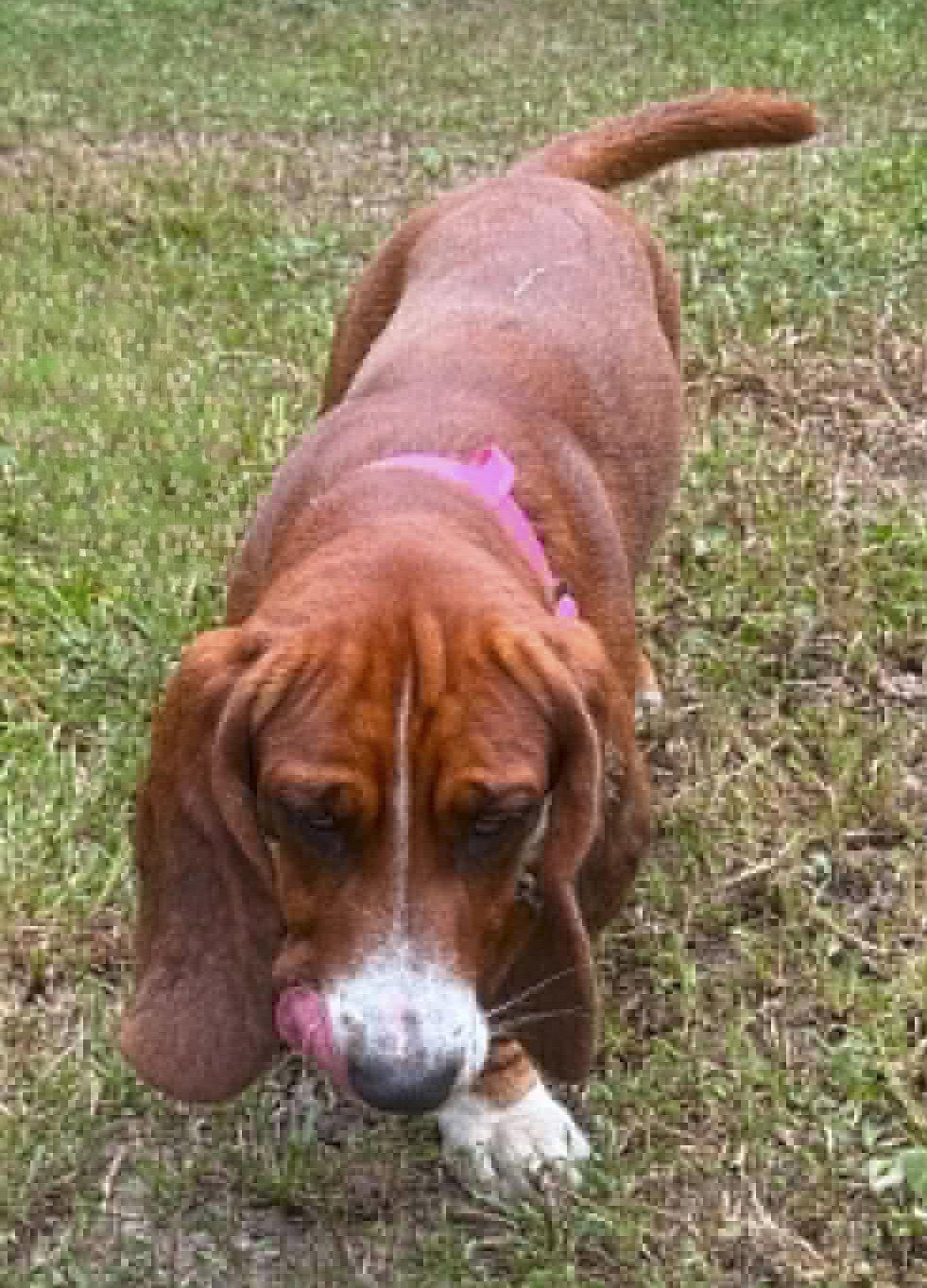 Enlarge BRAMBLE - ADOPTION PENDING!, a Adoptable Basset Hound in Mays Landing, NJ image 2/3