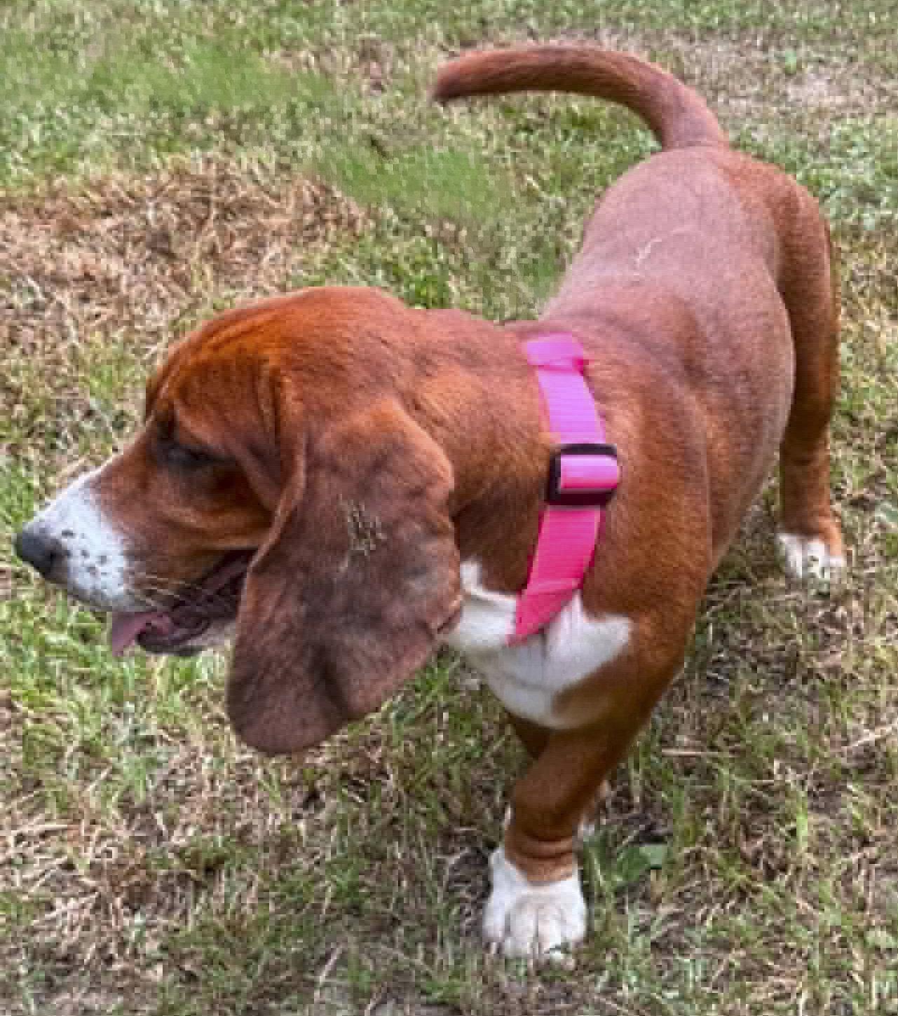 Enlarge BRAMBLE - ADOPTION PENDING!, a Adoptable Basset Hound in Mays Landing, NJ image 3/3
