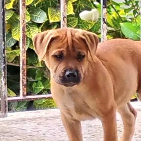 Tyron "your Love Will thumbnail 2