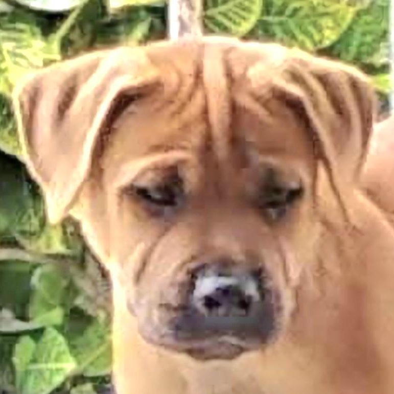 Tyron "your Love Will