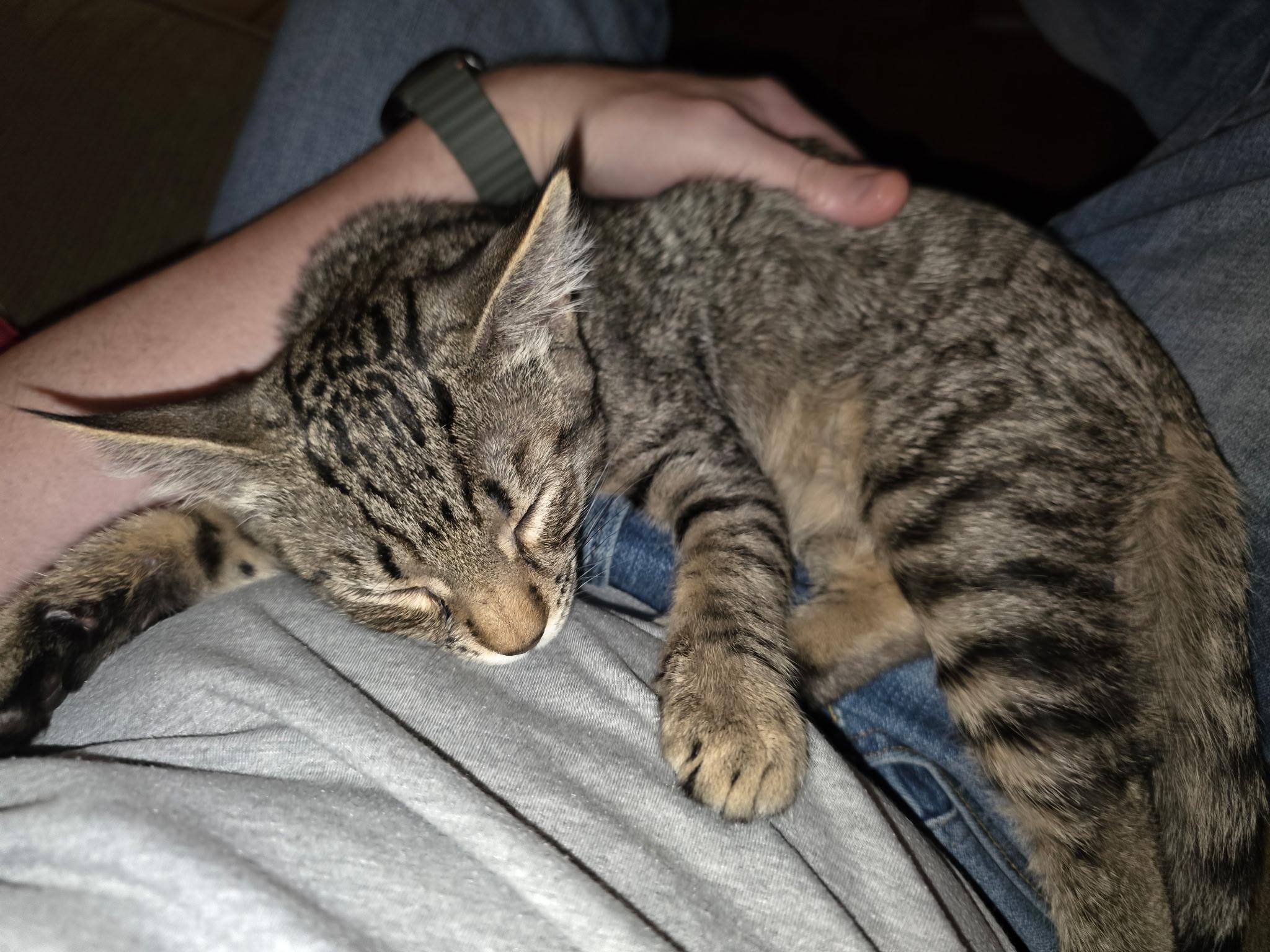 Enlarge Percival, a Adoptable Domestic Short Hair in Kennewick, WA image 1/6