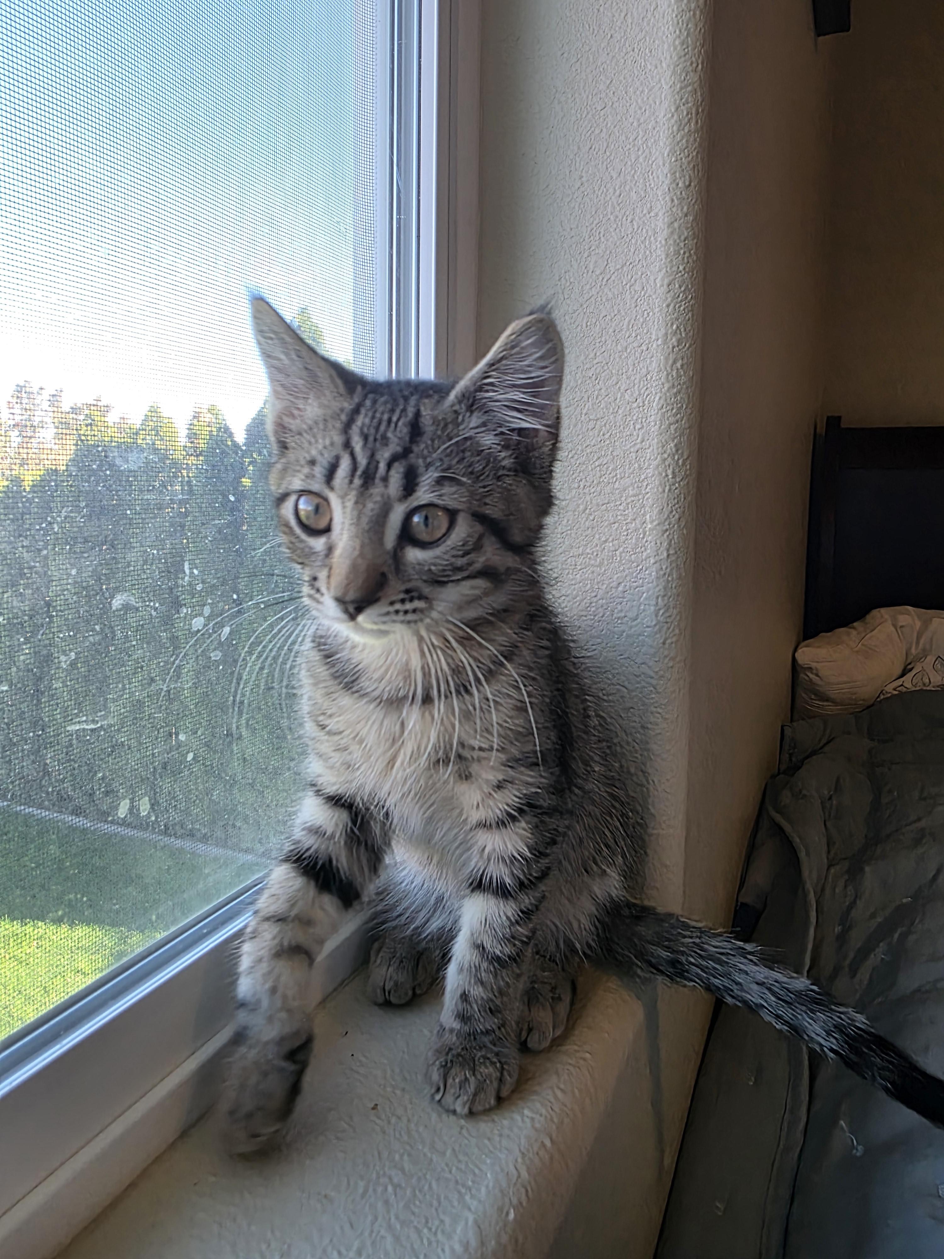 Enlarge Percival, a Adoptable Domestic Short Hair in Kennewick, WA image 3/6