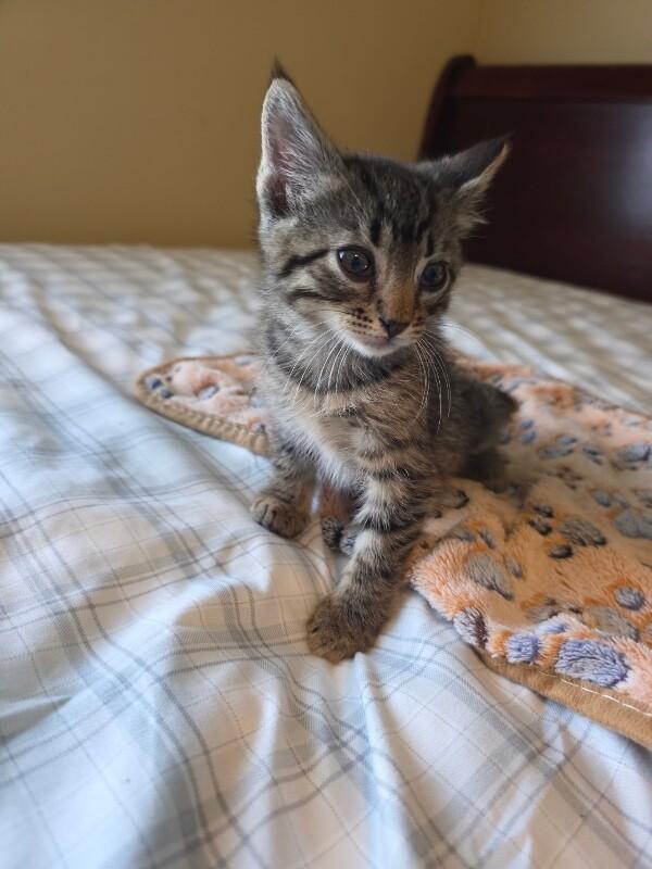 Enlarge Percival, a Adoptable Domestic Short Hair in Kennewick, WA image 4/6