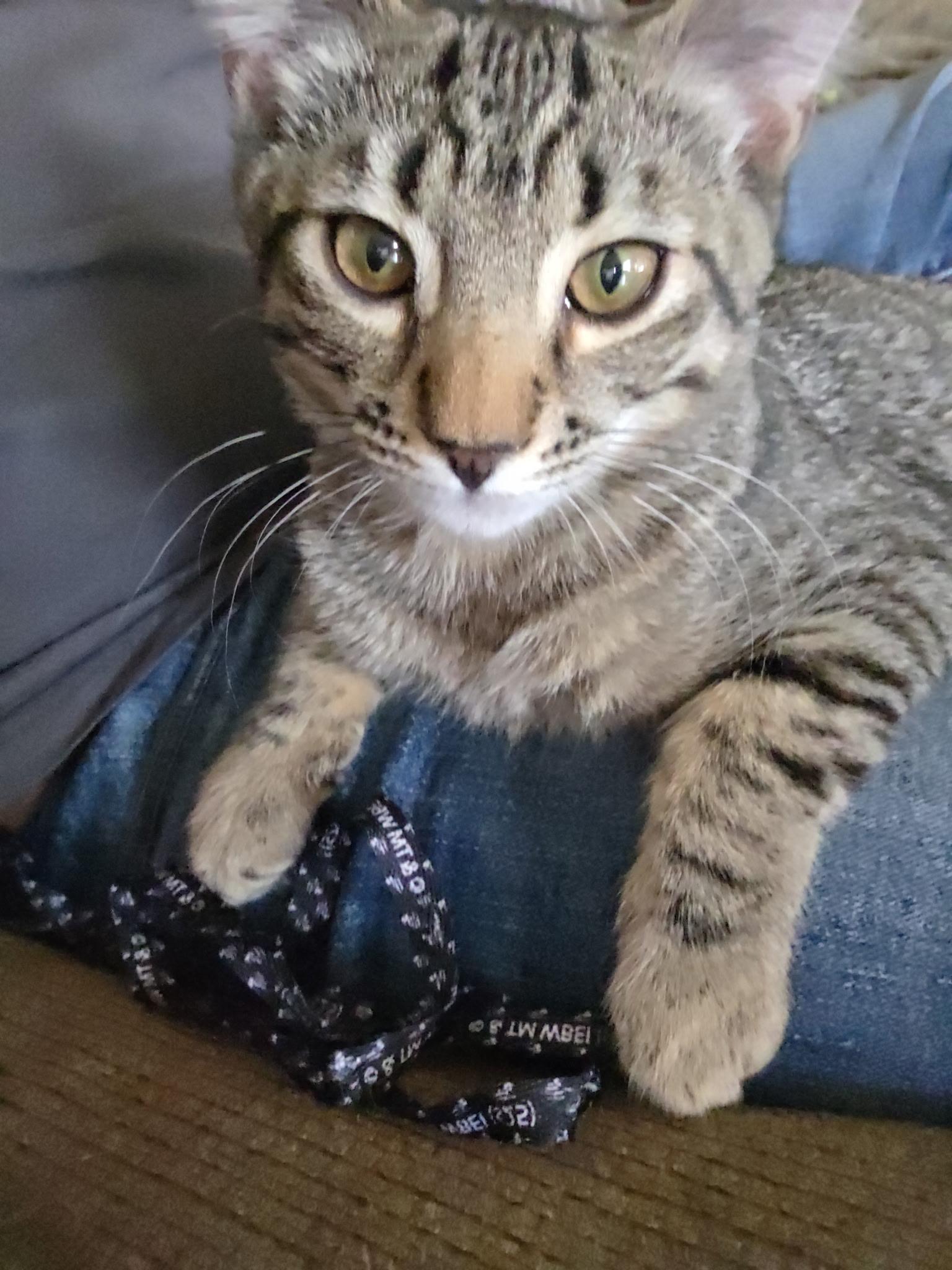 Enlarge Percival, a Adoptable Domestic Short Hair in Kennewick, WA image 5/6