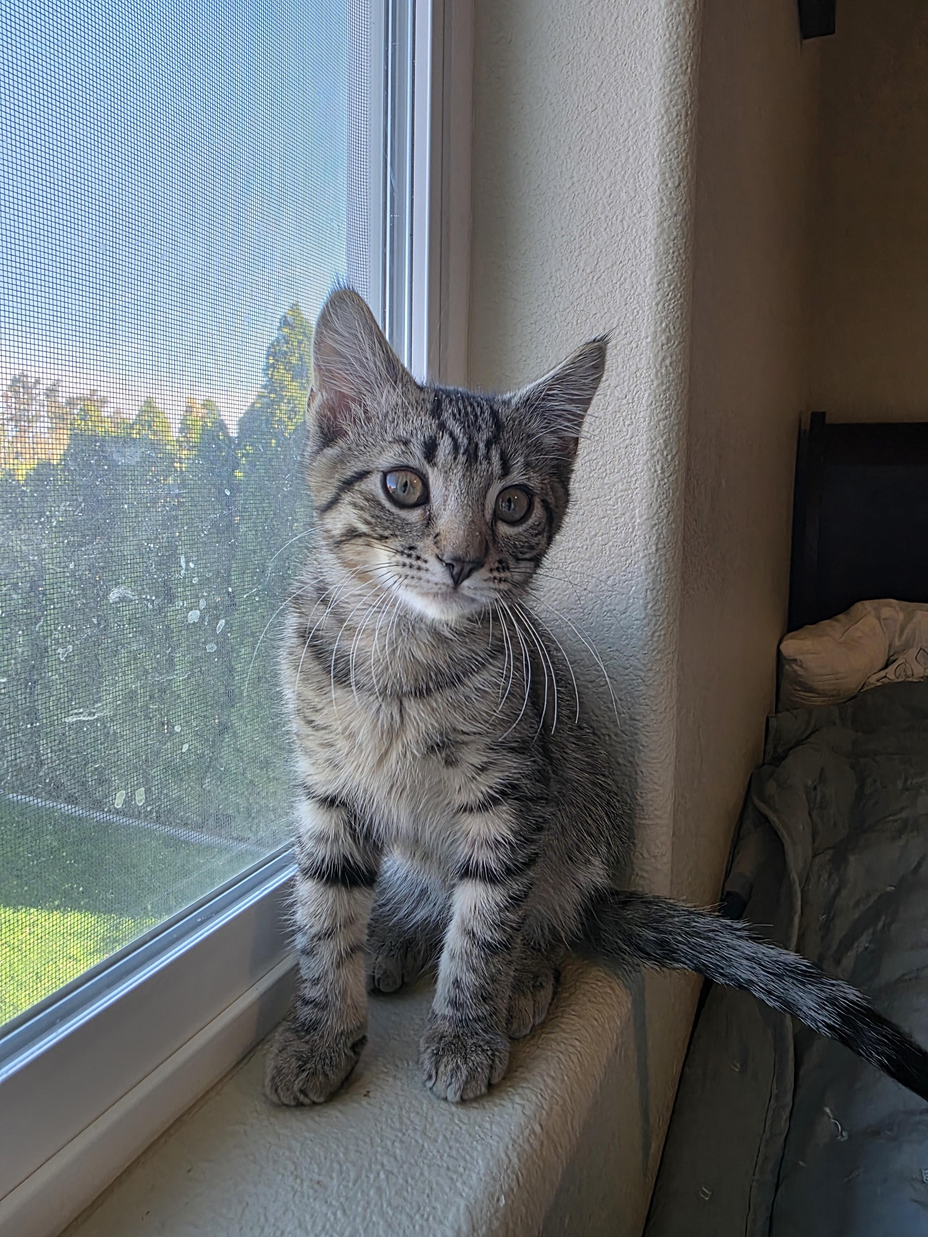 Percival, a Adoptable Domestic Short Hair in Kennewick, WA image 3/5